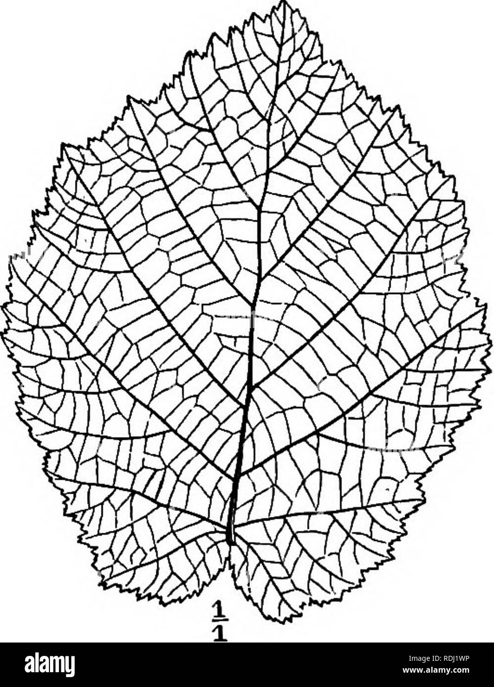 . Elementare Botanik. Botanik. Ich 6 Blätter - Blätter (III.), Blade oder LAMINA. Die Blades von Laub - Blätter weisen große Unterschiede in Form und Größe. In Form der Lamelle in der Regel eine flache Platte ausgebaut oder bandartige Struktur; aber es weist alle Variationen von der schmalen Kanüle der Schottische Kiefer auf den kreisförmigen Scheibe des TropcRolum. Die Apex können in eine feine Spitze oder Ende unverblümt, oder sogar in eine Einbuchtung kündigen gezogen werden. Die Marge ist sogar (gesamten) oder ungleichmäßig (Zahnriemen, sah - wie, überbacken, etc.). Äderung der Spreite. - Der Stoff der Klinge ist durch die Venen oder Nerven, fre Verfahren Stockfoto