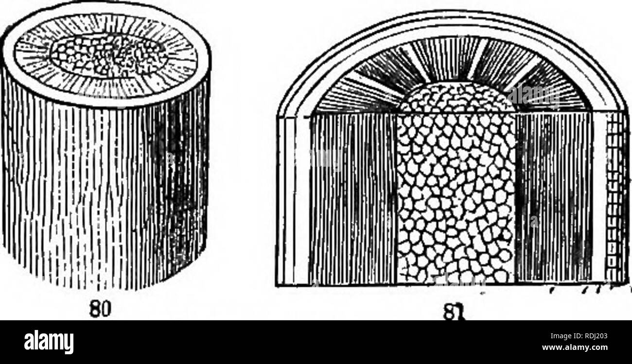 . Botanik für junge Menschen und gemeinsame Schulen: Wie Pflanzen wachsen, eine einfache Einführung in die strukturelle Botanik: Mit einem beliebten Flora, oder eine Anordnung und Beschreibung der gemeinsamen Anlagen sowohl bei Wild- als auch angebaut: Von 500 Holzstichen illustriert. Botanik. Arten und Formen der Blätter. 43. Exogene stammt. Flachs - Stammzellen vergrößert; und auch in Abb. 81, der die gleiche Struktur in einem "woody Stammzellen zeigt, nämlich in der Schütte von Ahorn über ein Jahr alt, die beide quer und längs geschnitten. 116. Der Unterschied wird noch in Stämmen deutlich mehr als ein Jahr alt. Während des zweiten Jahres eine neue Schicht von Holz Stockfoto