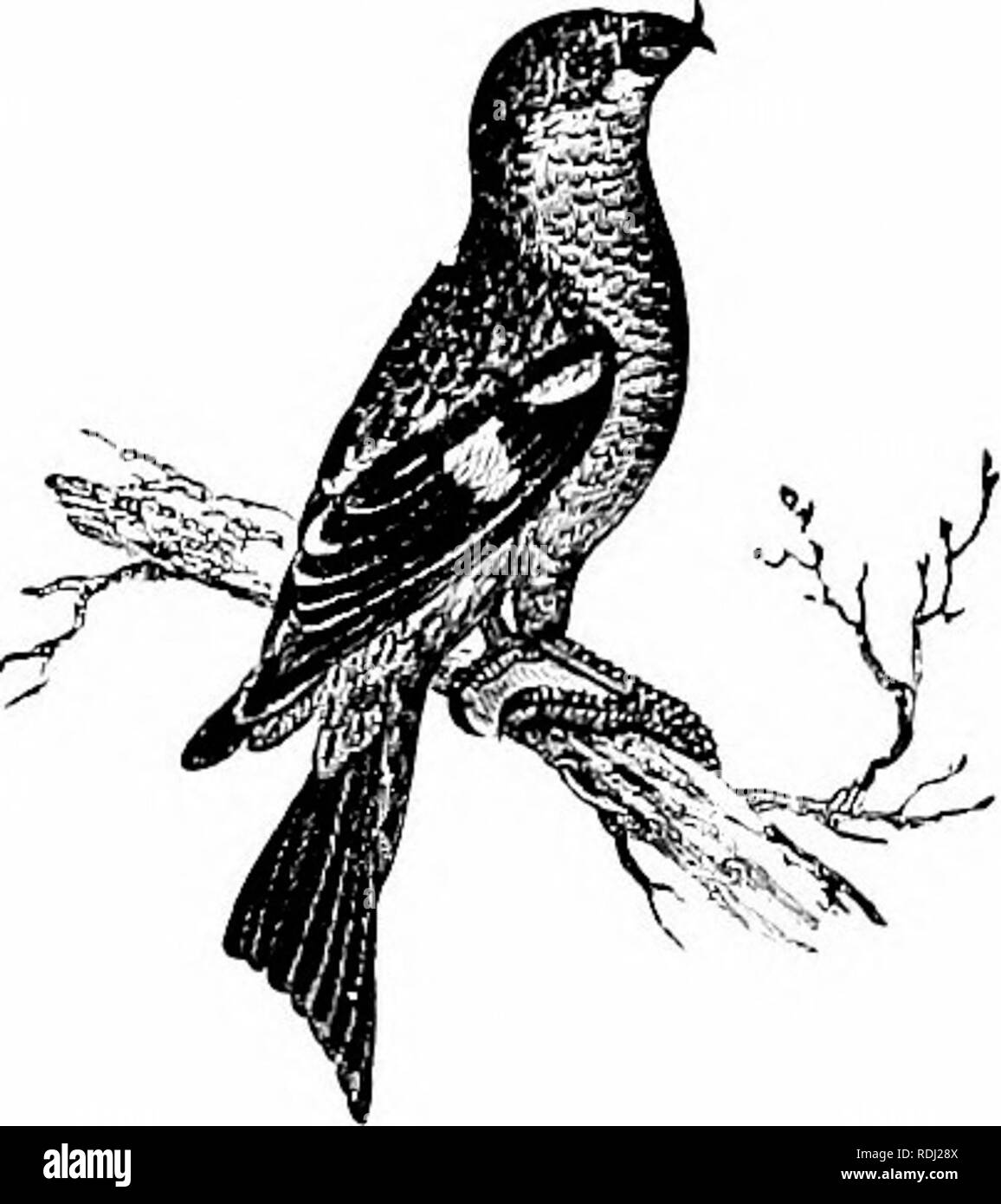 . Natürliche Geschichte der Tiere;. Zoologie. Abb. 134. - Purple Finch. Abb. - 135 - White-winged Crossbil ican Stieglitz, ist von einem schönen Gelb, die Krone und die Flügel schwarz, Schwanz und Flügel mit weiß markiert. Das Nest ist sehr stattlich, von Flechten und befestigt ein Zweig; Eier weiß, mit leicht bläulich, und entdeckt mit braunen am größeren Ende Fichtenkreuzschnabel haben die Punkte der Rechnung viel gebogen und Kreuzen. Durch diese merkwürdige Instrument können Sie die Kegel der Kiefer geöffnet und mit großer Service Fichte, und sichern damit die Samen, die sie füttern. Fichtenkreuzschnabel sind etwa so groß Stockfoto