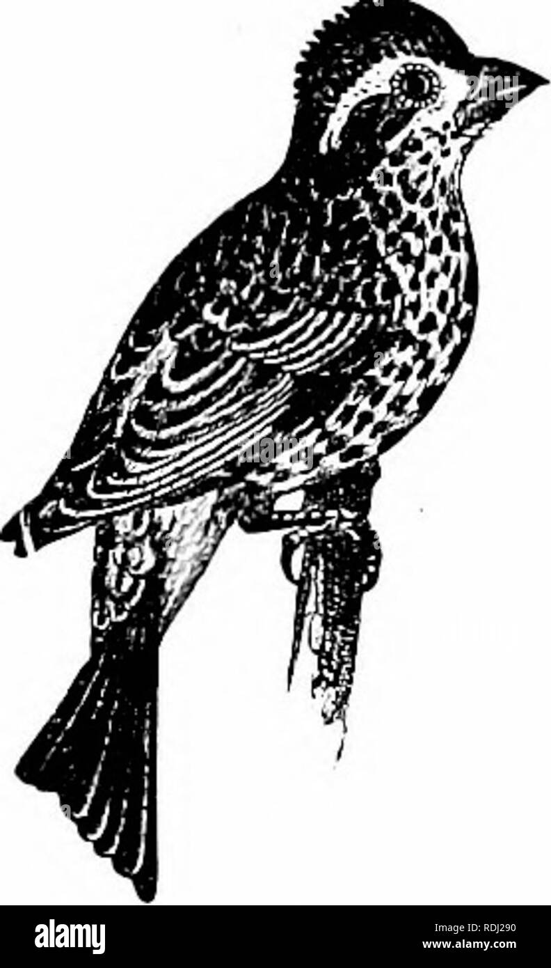 . Natürliche Geschichte der Tiere;. Zoologie. Ich "ERCHERS. 95 kurz. Die Feldlerche in Europa ist bekannt für seine Songs als Nachtigall ahnost. Es steigt oft vertikal in großer Höhe, und wenn steigende oder fallende es seiner abwechslungsreichen und kraftvoller Song singt. Finken, Fichtenkreuzschnabel, Wimpel, Spatzen, und Grosbeaks. Die Purple Finch ist etwa so groß wie das Blaukehlchen und schön purpurrote Farbe; das Weibchen braun oben und unten weiß gestreift mit Braun. Das Nest befindet sich in einem Baum in der Nähe der Boden gebaut, und die Eier sind vier, einer reichen grüne Farbe. Der yellowbird, oder Amer -. Bitte beachten Sie, dass diese Ima Stockfoto