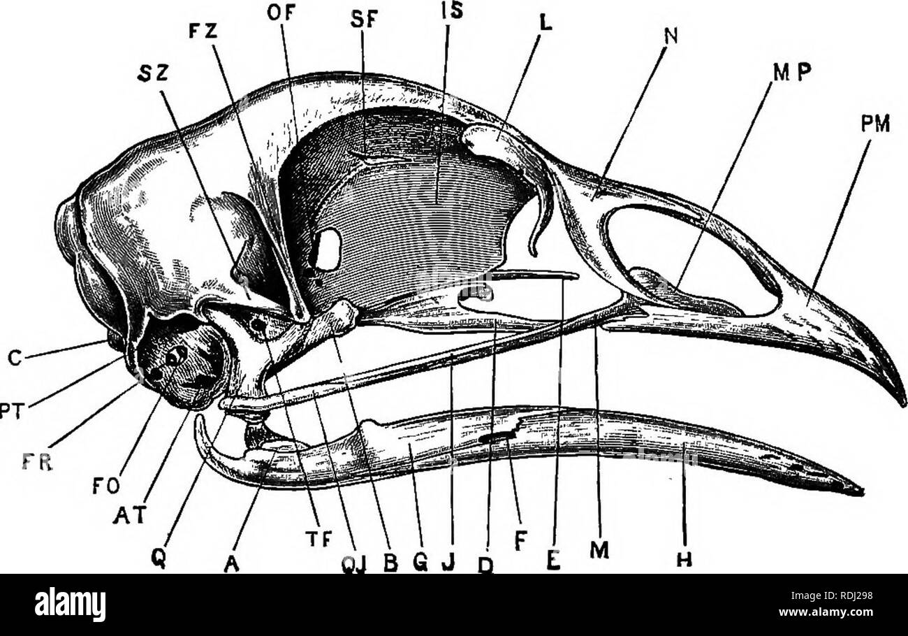 Ein J ngeres Praktische Zoologie Zoologie 364 SKELETT DER V GEL ein-j-ngeres-praktische-zoologie-zoologie-364-skelett-der-v-gel