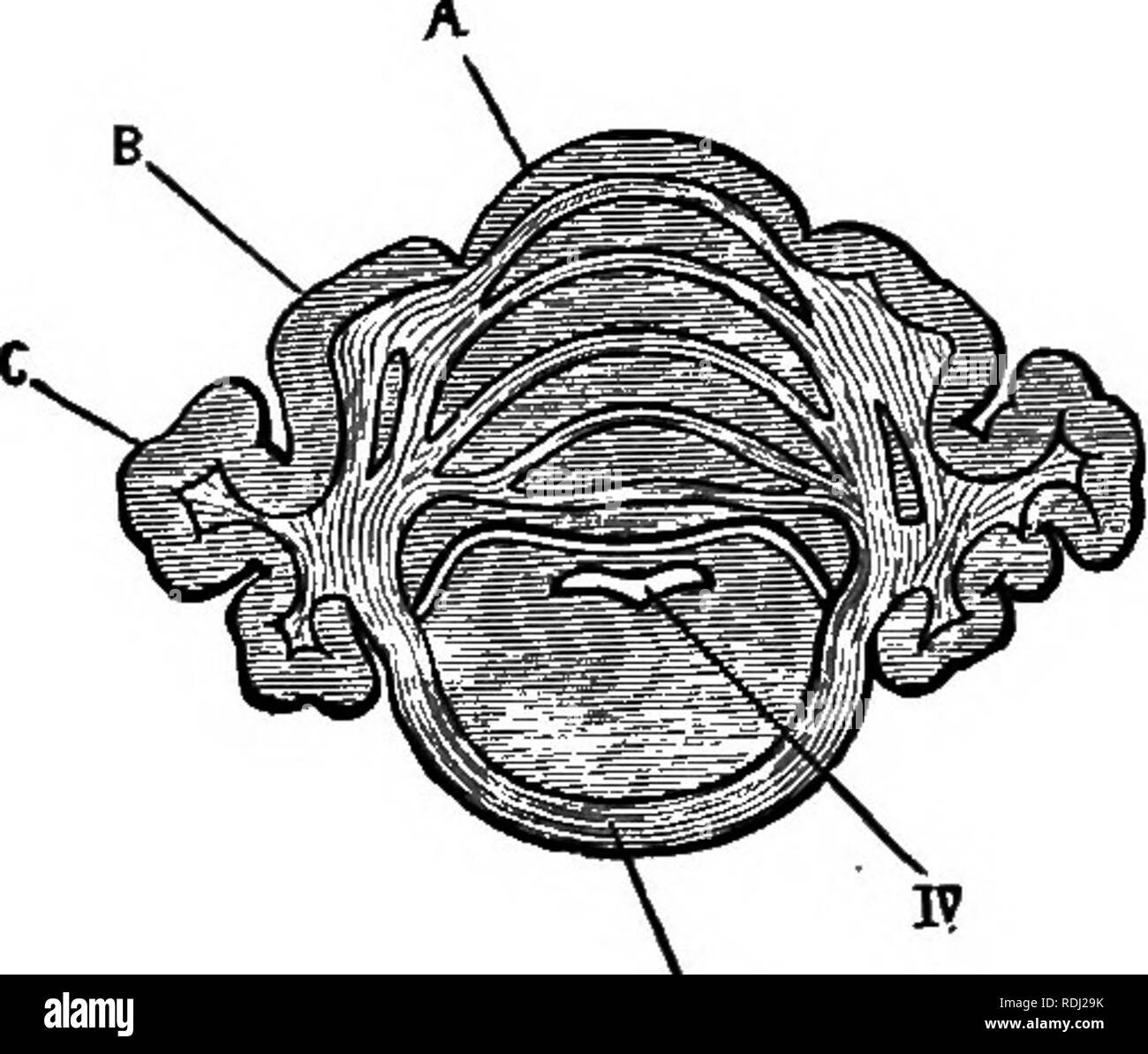 . Ein jüngeres praktische Zoologie. Zoologie. Das Gehirn 353 triele, rückwärts zu laufen und nach unten aus dem Körper der fornix, unterhalb der mittleren Spalte, um das Corpus albicans, in denen er endet. c. Mitte - Gehirn, oder mesencephalon. Ich. Die sylvian aqneduct, oder iter eine Tertio ad qnar-tum ventriculmn, ist der Kavität oder Ventrikel der mid-brain, ii. Die Optik Lappen oder korpora qoadrigemina, mäßig dicke Wände, und bilden das Dach des Sylvian Aquädukt, die eine kurze Strecke in sie verlängert wird, iii. Der crura cerebri, die den Boden des Sylvian Aquädukt bilden, sind der tolle Stockfoto