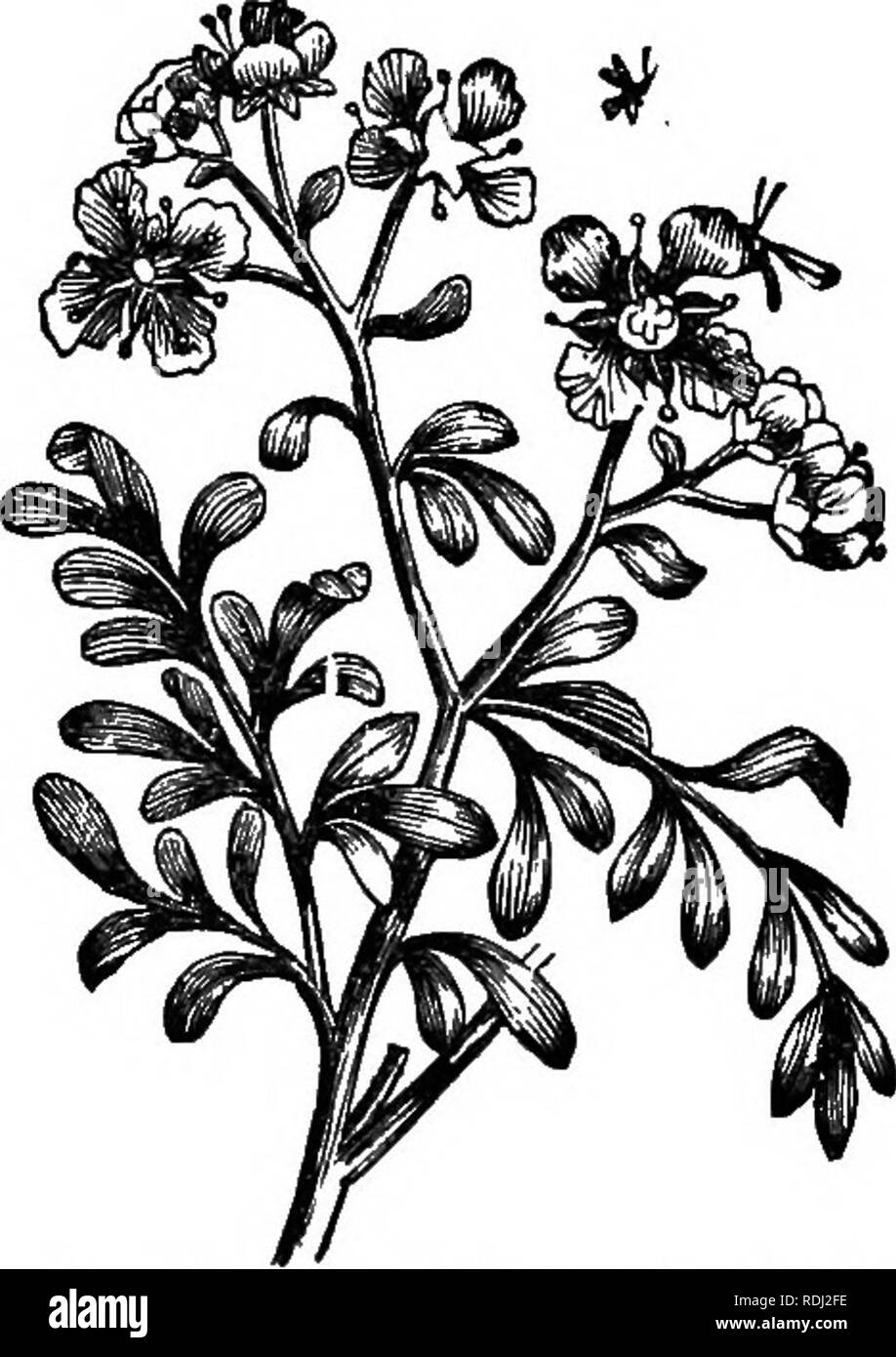 . Botanik für Akademien und Hochschulen: bestehend aus der Entwicklung und Struktur von Algen zu Clematis. Botanik; 1889. 132 akademische Botanik. Chief Akteure in diesem hübschen Umwerbung, obwohl viele bescheidener Folk - die Mücke, die Ameise, die Fliege - daran teil. 302. Jede Blume hat ihre eigenen Favoriten: sondert der Salbei Honig der Biene zu gewinnen; die Rosa und Moming-Glories Deck sich in Gay Farben Allure den Schmetterling zu; die Nachtkerze entfaltet und glänzt die lebenslange Nacht, ihre Süßigkeiten ausatmen für das Brummen troubadour Motte, wer weiß so gut, wie der Honig in dieser tiefen Corolla zu finden - tute Stockfoto