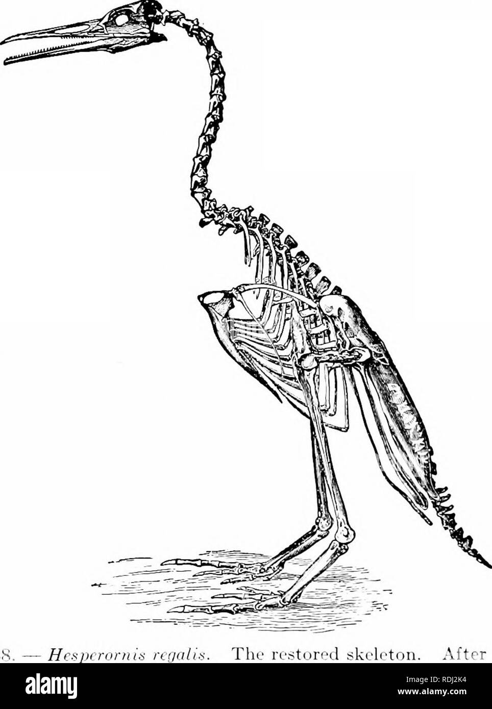 Elemente Der Zoologie Der Feld Und Laborstudie Der Tiere Zu Begleiten Zoologie 418 Zoologie Ausgestorbenen Vogel
