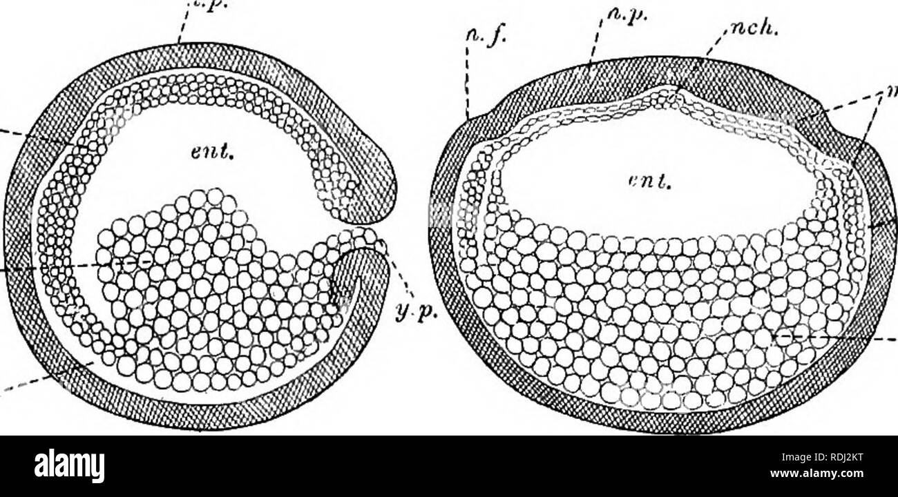 . Ein Handbuch der elementaren Zoologie. Zoologie. Embryologie 491 mid-dorsalen Linie, aber derzeit trennt er auch hier, in der Mitte eine Schnur von Zellen auf die dorsalen Wand des Darms. Mit diesem Kabel wird bald trennt wie die Chorda dorsalis. Der mesoblast Formen ein Blatt auf jeder Seite des Darms, unter denen die beiden Blätter bald treffen, es vollständig zu umschließen, ausser in der Mitte der Zeile, wo die Chorda dorsalis liegt (Abb. 371). Auf jeder Seite dieser Linie mesoblast ist dicker als anderswo, bilden die segmentale Platte. Ein Split, der Rudiment des ccelom, erscheint und trennt eine äußere oder somatische,-Schicht Stockfoto