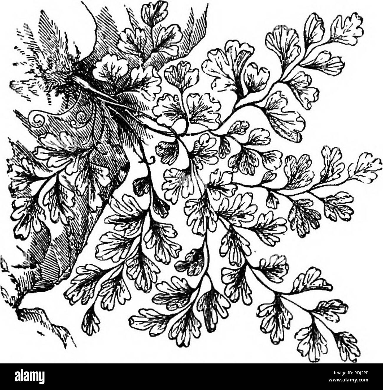 . Botanik für Akademien und Hochschulen: bestehend aus der Entwicklung und Struktur von Algen zu Clematis. Botanik; 1889. ACROOENS - ÜBERDACHTE Sporen. 37. Abb. 34,- venns Maidenhair (Adiantnm Capillua-Veneris). Sporen unter die Kante der Wedel, an den Enden der Adern. fossilen Vertretern als jede andere Ordnung, nicht mit Ausnahme der Kiefern; nach oben von zwei Hun - dred Arten sind in der Kohle - Maßnahmen von Europa und Nordamerika gefunden. 66. Alternative Energieerzeugung, oder Di-Genesis (zwei Crea- tionen), ist ein char-acter der Farne und der Alliierten, die fol-Aufträge (Niedrig). Die Sporen sind auf die Wedel von Parthe produziert - keine Stockfoto