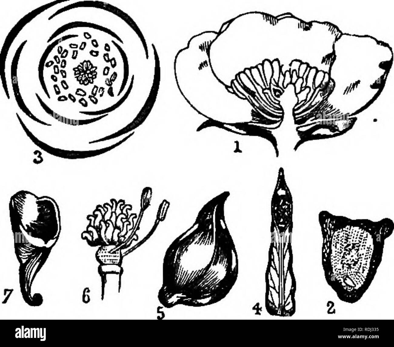 . Botanik für Akademien und Hochschulen: bestehend aus der Entwicklung und Struktur von Algen zu Clematis. Botanik; 1889. 16 akademische Botanik. 30. Die Anordnung der Blumen Teile immer in der folgenden Reihenfolge: A. Die Griffel (mit der Eizelle), in der Mitte des Torus, ob ein Eierstock, wie in der Primrose (Abb. 5, i), oder viele Eierstöcke, wie in der Buttercup (Abb. 9, e). B. Die Staubgefäße (mit ihren Antheren), in einem quirl oder umgänge weiter außerhalb der blütenstempel oder Eierstöcke. C. Der Corolla (L. kleine Krone), weiter außerhalb der Staubblätter. Die Teile sind Blütenblätter genannt; sie sind in der Regel leuchtend bunten Stockfoto