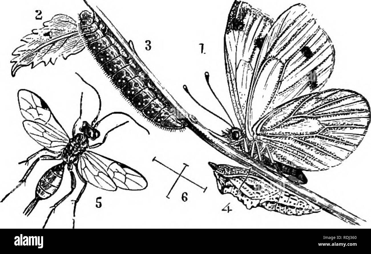 . Ein Handbuch der elementaren Zoologie. Zoologie. 294 HANDBUCH DER ELEMENTAREN ZOOLOGIE Teile, drei Paar wahre Beine, vier oder weniger, Paar weicher "prolegs", und ein Paar "Paarung" an den Hinterbeinen Ende des Körpers. Sie besitzen Seide Drüsen, die auf einer Spinndüse unterhalb der Mündung befindet sich öffnen. Die Schmetterlinge und Motten, die als Beispiele in diesem Kapitel dargestellt werden, sind sowohl interessant als dass es sich um Schadorganismen von Pflanzen. Der dumpfe gefärbten Larven der Herz-und-Dart Motten leben unter der Erde bei Tag und kommen. Abb. 202.- Der Rapsweißling Schmetterling (Pieris napi) und die Schlupfwespe, Pre Stockfoto