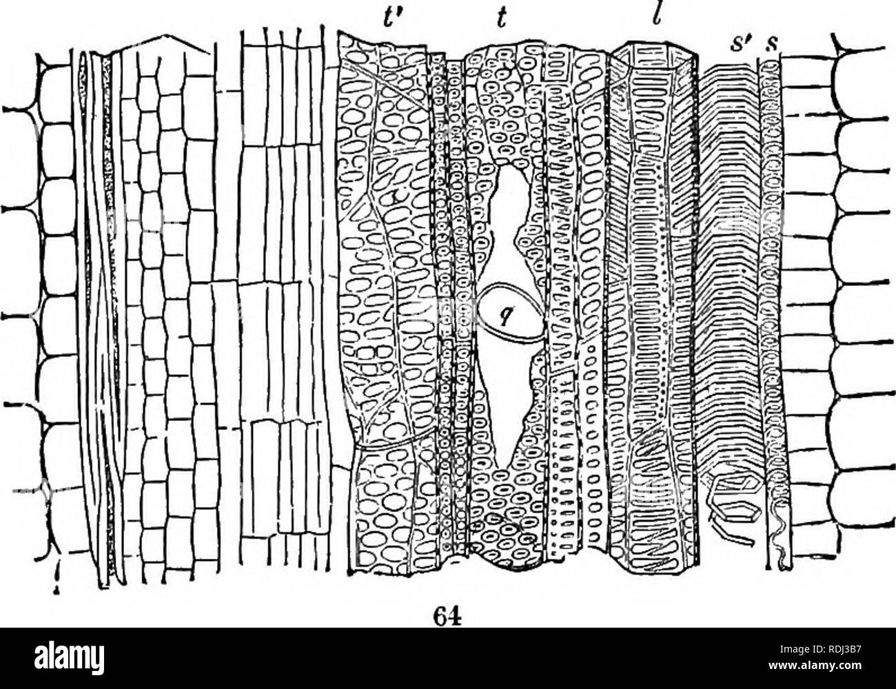 . Physiologische Botanik; I. Umrisse der Histologie der phaenogamous Pflanzen. Ii. Pflanzliche Physiologie. Pflanzenphysiologie; Pflanze Anatomie. MAKKIXGS DER KANÄLE. 85 Aber, entsprechend Moli], von links nach rechts in ein paar Pflanzen. Damit in den Wald von Vitis vinifera, Berberis vulgaris, und einige andere, die }- laufen von links nach rechts im duuts zuerst gebildet, Ijut in umgekehrter Richtung in den whicli sind später produziert. Und bei Unterbrechung von tlie Spirale es Maj - haben zwei Richtungen im gleichen Kanal, wie in denen von Cucurbita.^ Die Steilheit der. Spirale hängt zum Teil von der Alter der Zelle, oder Schiff, Stockfoto