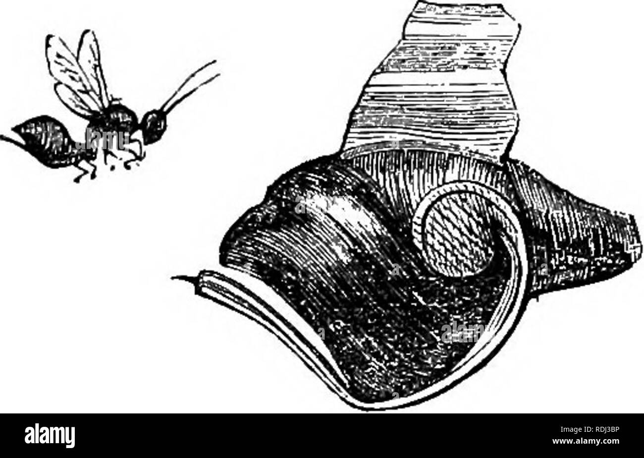 . Die Abende im Mikroskop: oder, Forschungen unter den minuter Organe und Formen des tierischen Lebens. Mikroskopie; Mikroskope; Medizinische Mikroskopie. 14:6 Abende an der MICEOSCOPE. Sie sind zweifellos wissen, dass die kleinen Beeren, die wie Trauben von grüne Oga-rants oft gesehen wächst auf der Eiche, nicht die Frucht von dem Baum, aber dis - erleichterte Entwicklungen durch ein winziges Insekt produziert, für den Schutz und die Unterstützung ihrer Jungen. Aber vielleicht haben Sie noch nie eine besondere Aufmerksamkeit für die Lebenden Atom, deren Verarbeitung Sie sind, und nicht vertraut sind mit dem einzigartigen Mechanismus, mit dem Sie Stockfoto