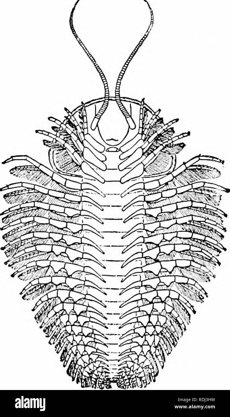 . Elemente der Zoologie, der Feld- und Laborstudie der Tiere zu begleiten. Zoologie. 160 Zoologie die Tankkörper, ihre längliche Anhängsel, die zusammen eine Art von Rake Form herausragen, und ziehen Sie sie in Teilchen, die zu l^e Floating aljout Ihnen geschehen. Andere Arten von seepocken befestigen Sie selbst zu schwebenden Algen, Schiff l) ottoms, und Wale; unter diesen Umstände, trotz ihrer sessilen Hal), die}' eine ständige Veränderung des Ortes geniessen. Barnacles zweifellos gewinnen großer Schutz aus dem Umstand, dass Sie sessile sind und in Tanks eingeschlossen; aber ihre eigentümliche Gewohnheiten haben Anlass zu einiger damit zusammenhängender gegeben Stockfoto