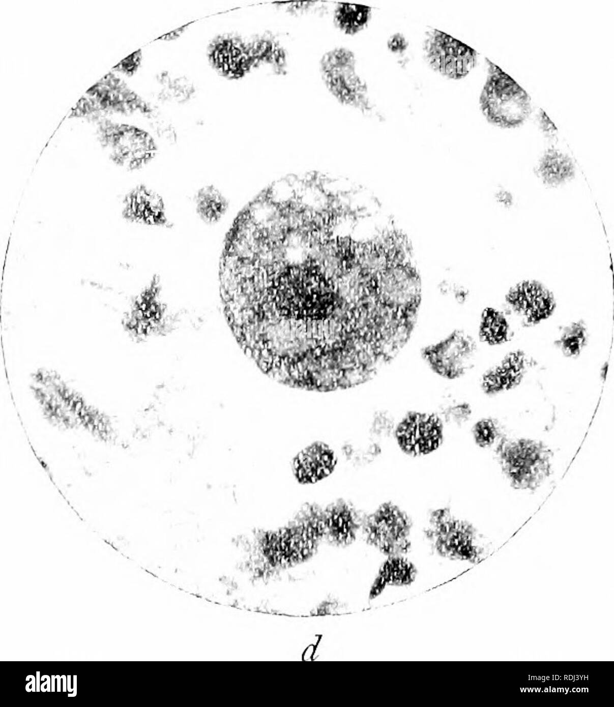 . Ein Handbuch der elementaren Zoologie. Zoologie. Platte IV - Entamoeba histolytica dysenteric {E.). a und b, Amceba ^ Wie in frischem Stuhl gesehen, mit stumpfen ectoplasmic pseudopodia, nicht-kontraktile Vakuolen, eingenommen rote Blutkörperchen, und, im, Nucleus; c, eine amceba wie in einer festen Vorbereitung gesehen;, /, Abschnitt der Wand der Leber Abszess, zeigt eine amceba der kugelige Form. Die Abgerundeten amceba ^ auf diese Platte darf nicht mit den Encysted Form verwechselt werden.. Bitte beachten Sie, dass diese Bilder aus gescannten Seite Bilder, die digital für die Lesbarkeit verbessert haben mögen - Färbung und das Aussehen von extrahiert werden Stockfoto