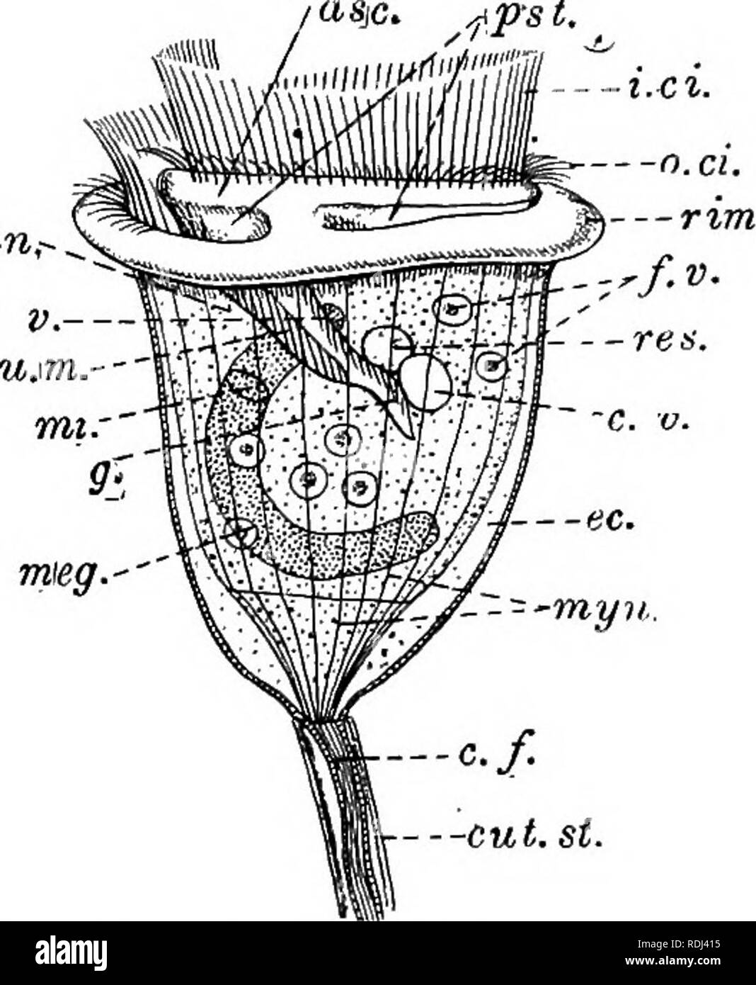 . Ein Handbuch der elementaren Zoologie. Zoologie. 140 HANDBUCH DER ELEMENTAREN ZOOLOGIE innere Organe. Eine meganucleus und eine MICRONUCLEUS vorhanden sind, den Ehemaligen eine lange, geschwungene Band, letztere Kleine und neben dem meganucleus, meist im oberen Teil des Körpers. Es ist eine kontraktile Vakuole, die keine Kanäle. Es liegt in der oberen Region des Körpers und kommuniziert mit dem Vestibül durch ein Reservoir, das es sich um einen schmalen permanente Öffnung. Die kontraktilen cm-0. Abb. 86,- Vorticella, hochvergrössernde. Ein., Position der temporären Anus; c. w., Kontraktilen Filamenten; C.V., kontraktile vacuol Stockfoto