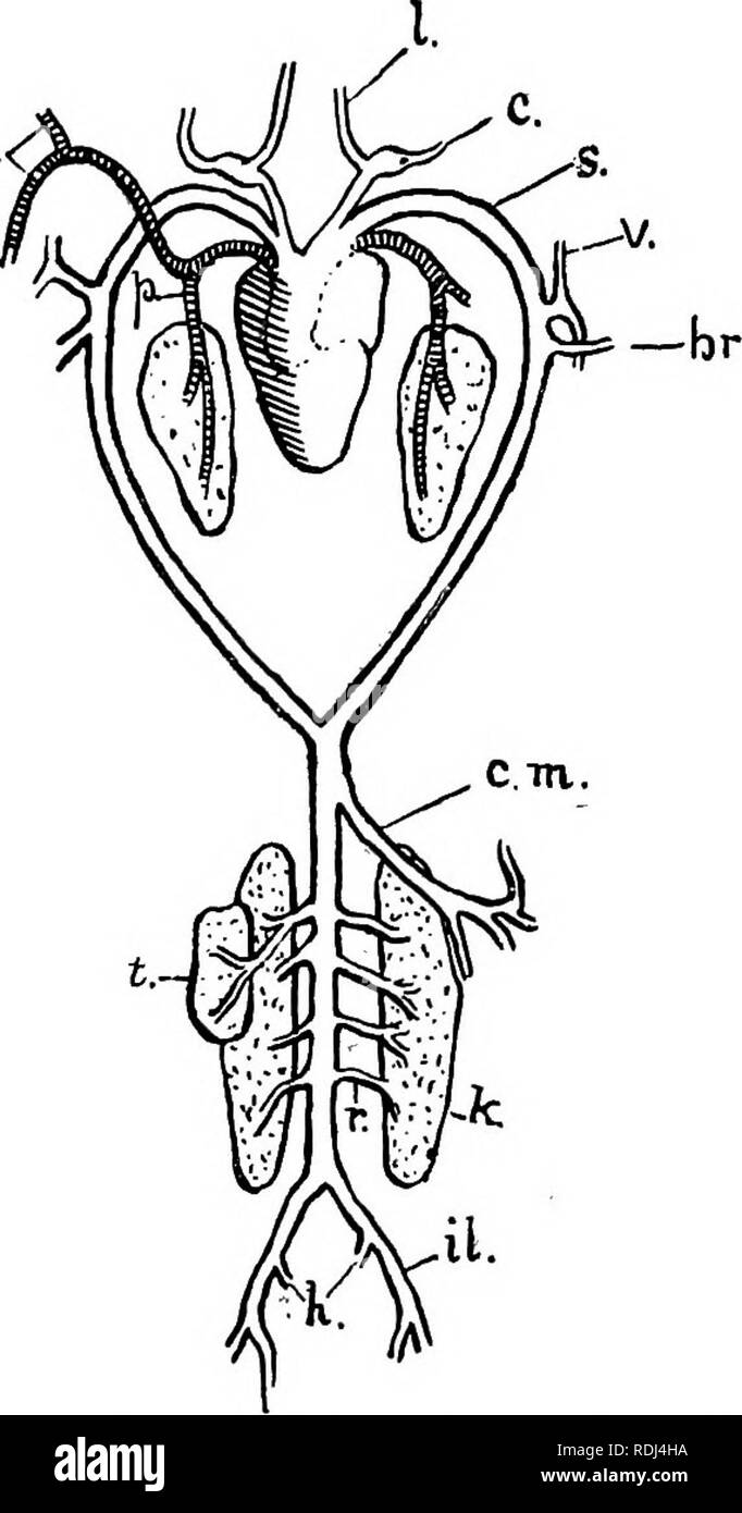 . Ein Handbuch der elementaren Zoologie. Zoologie. Der Frosch: Eingeweide und GEFÄSSSYSTEM 57 Blutgefäße. CU aus dem Truncus arteriosus entstehen auf jeder Seite drei Arterien, die für einige Distanz miteinander verbunden sind, so dass sie scheinen ein einziges Schiff zu sein. Die behindern - die meisten von Ihnen ist der pulmocutaneous Arch, der mittlere die systemische Arch, die vor allem die Halsschlagader, Arch. Nach der Trennung, die drei Bögen Gemeinbesitz heraus laufen zu lassen - Stationen, divergierende wie Sie gehen. Die pul-mocutaneous Arch teilt sich in die Lungenarterie in die Lunge und die kutane Arterie für die Haut. Der A. carotis Arch gibt fo Stockfoto