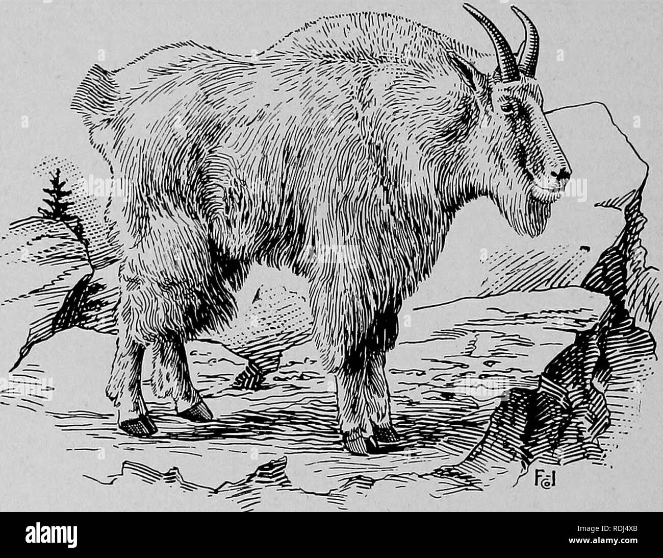 . Die pelzhändler und Fell der Tiere. Pelzhandel; Pelztiere. 328 conmaon Ungulata. wie sie damals waren, und vertraut sind mit der Haltbarkeit der ''Buffalo 'Ausblenden', Fell, frage mich, wo Sie alle gegangen sind. Niemand geträumt, vor 40 Jahren, dass die Zeit kommen würde, wenn ein "Buffalo" Haut eine Neugier, und ein ''Buffalo'' Kopf im Wert von zwei hundert und fünfzig tausend Dol-Lars sein würde; aber das ist der Zustand der Dinge heute. Wenn wir bedenken, dass es wirklich nichts an die Stelle der "Buffalo" Haut für Wärme oder Stockfoto