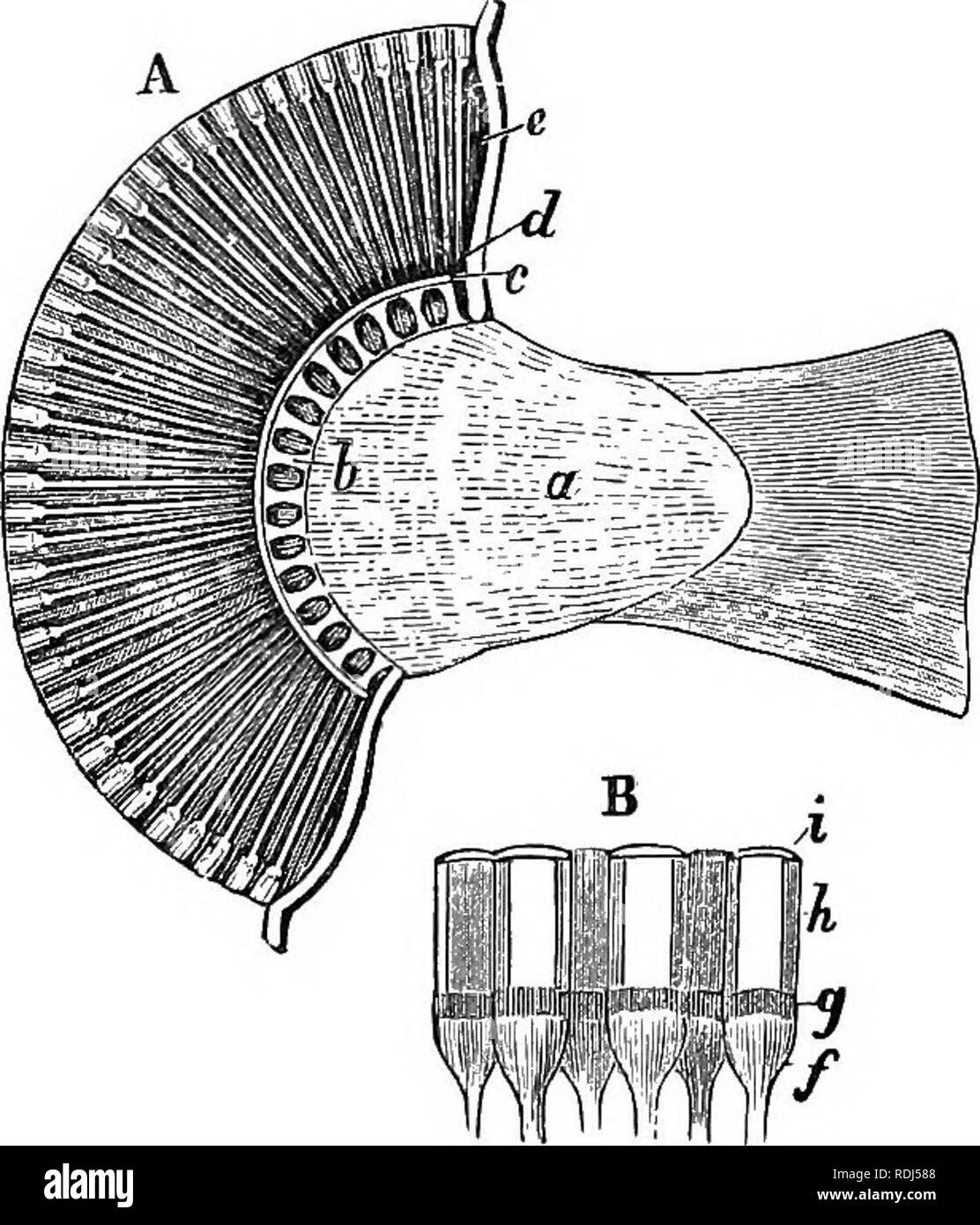 . Ein text-Buch im allgemeinen Physiologie und Anatomie. Physiologie, Vergleichende; Anatomie. 484 SENSATION IN DER LOWEE TIERE Schnecke diese einfachen Augen sind zwei an der Zahl und sind an den Enden der Fühler. In der jakobsmuscheln sie sind zahlreich und werden an den Rändern des Mantels. Der nächste Schritt ist im Voraus in das Insekt gefunden. Hier tausende von oceUi zur Belagerung zusammen Seite an Seite zu bilden, was eine Verbindung Auge genannt wird. (Siehe Abb. 226.). Abb. 226 - Verbindung Auge von Insekten; A, Abschnitt; a, Optic Ganglienzellen; 6, sekundäre Nerven; c, Retina; (J, pigment Layer; f, sehnerven; B, Gruppe der ocelli;/, Stockfoto