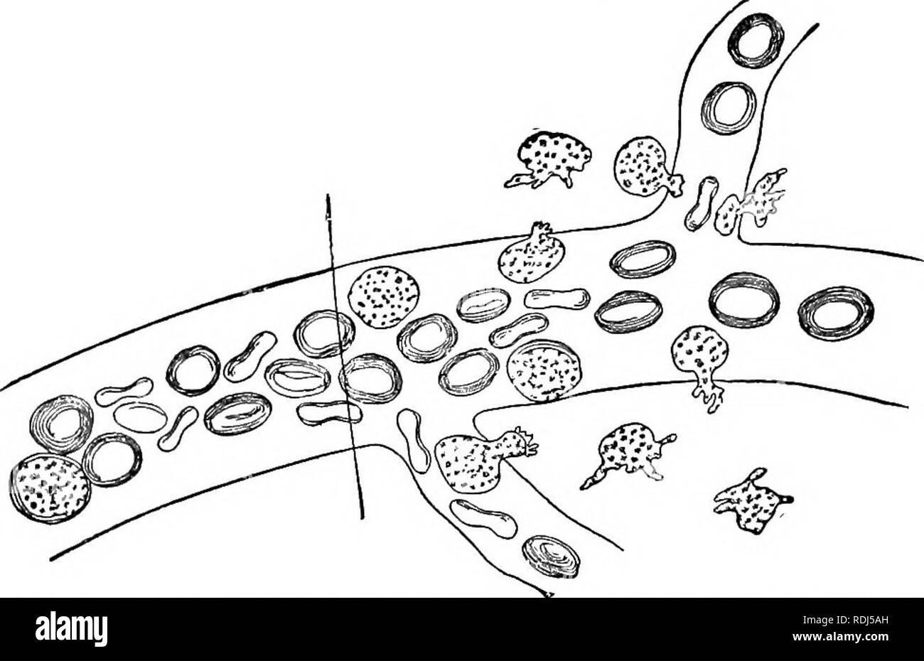 . Ein text-Buch im allgemeinen Physiologie und Anatomie. Physiologie, Vergleichende; Anatomie. CILIARY BEWEGUNGEN 299 Motion. In unserem eigenen Körper, zum Beispiel die Bewegung der weißen Blutkörperchen ist ein typischer Fall. Zu diesem amoe -. Abb. 129 - Weiße Blutkörperchen aus dem Blut Röhrchen durch amoeboid Bewegungen. Fett Bewegung diese Blutkörperchen verdanken ihre Macht durch Leerzeichen in den Wänden der Blutgefäße durch die kleinere, aber starren, rote Blutkörperchen nicht vorbei. Ciliary Bewegungen. - Amoeboid Bewegung ist bestenfalls eine sehr langsame Methode der Position ändern, und ist interessant vor allem in uns zeigt, dass kostenlose Pr Stockfoto