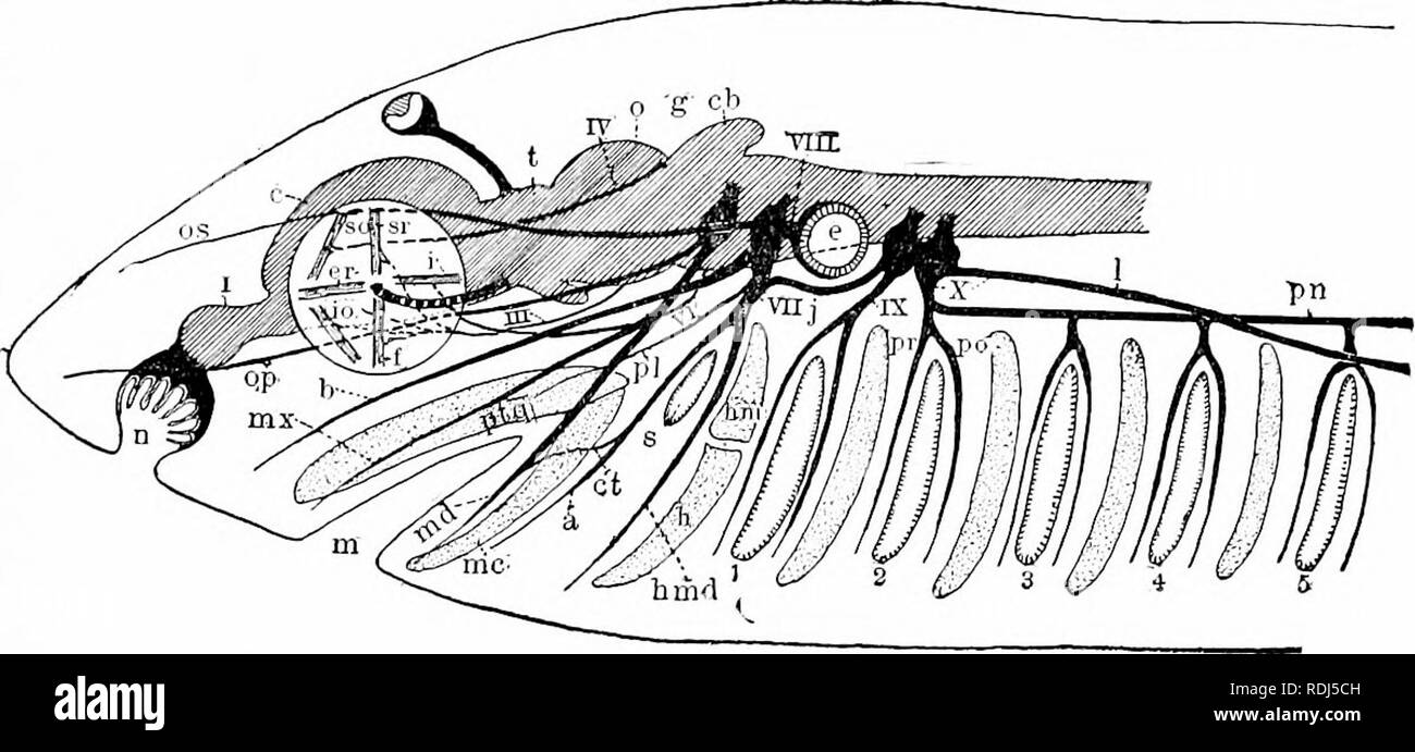 . Ein Handbuch der Zoologie. Zoologie. Iv. VERTEBRATA 471 aber mit ihm durch einen Nerv verbunden, es liegt in einem speziellen Raum in tlie parietale Knochen, der auftritt, nicht nur in den letzten aber in fossilen Formen. Oberhalb dieses Auge die Haut transparent sein kann. Die meisten der Nerven, die kommen aus dem Gehirn {Hirnnerven) entstehen zwischen der Mitte des Gehirns und des Rückenmarks, vor allem aus der Medulla oblongata. Die olfaktorischen und sehnerven sind eine Ausnahme, die sich aus dem Großhirn, das andere von der 'twixt Gehirn, aber ijoth, und vor allem die Optik, so viel von der peripheren Nerven, dass Sie sich kaum unterscheiden Stockfoto