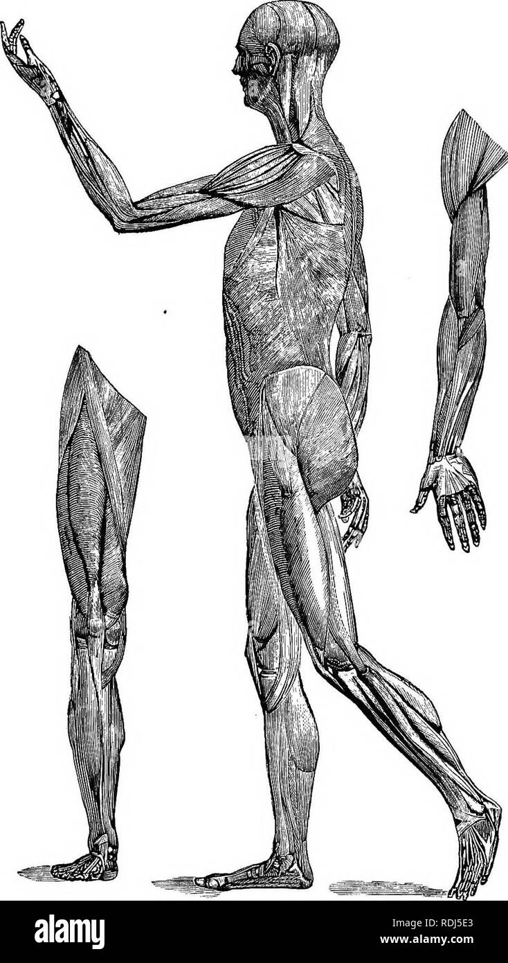 . Ein text-Buch im allgemeinen Physiologie und Anatomie. Physiologie, Vergleichende; Anatomie. 264 4 Muskeln. Platte 111-Muskeln.. Bitte beachten Sie, dass diese Bilder sind von der gescannten Seite Bilder, die digital für die Lesbarkeit verbessert haben mögen - Färbung und Aussehen dieser Abbildungen können nicht perfekt dem Original ähneln. extrahiert. Eddy, Walter Hollis, b. 1877. New York, Cincinnati [etc. ] American Book Co Stockfoto