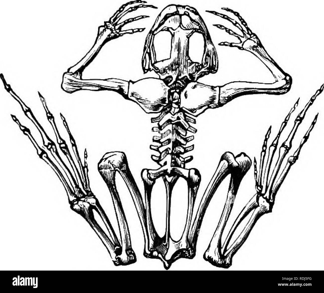 Ein text-Buch im allgemeinen Physiologie und Anatomie. Physiologie,  Vergleichende; Anatomie. 258 Skelette der niederen Tieren die Abwesenheit  von Kalk in den Knochen der Fisch macht sie extrem flexibel, und passt die