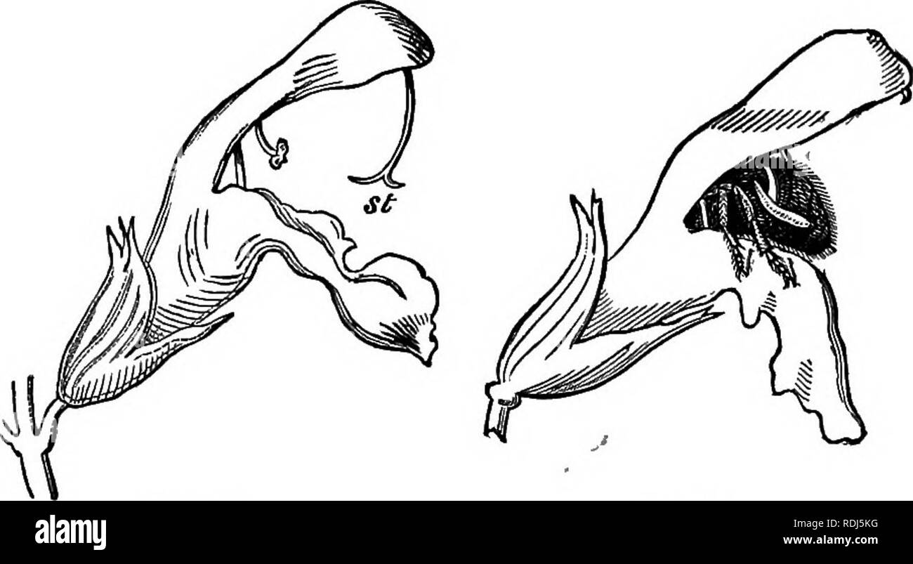 . Die Schönheiten der Natur und die Wunder der Welt, in der wir leben. Natural History; Physische Geographie; Astronomie. Abb. 10. Mg. 11. drückt er den unteren Arm auf der einen Seite, und der obere Arm folglich absteigt, tippen. Bitte beachten Sie, dass diese Bilder sind von der gescannten Seite Bilder, die digital für die Lesbarkeit verbessert haben mögen - Färbung und Aussehen dieser Abbildungen können nicht perfekt dem Original ähneln. extrahiert. Lubbock, John, Sir, 1834-1913. New York, London, Macmillan und Co. Stockfoto