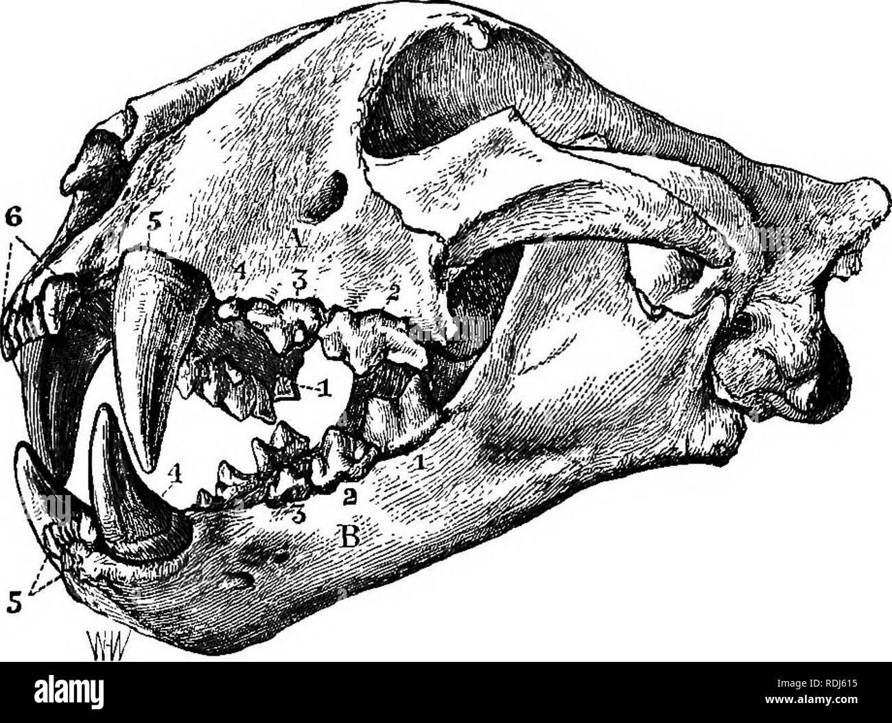 . Die royal Tiger von Bengalen, sein Leben und seinen Tod. Tiger; Jagd. Die JROYAL TIGEB, von BENGALEN. 5 Zeitliche nmseles, ist entsprechend groß. Die Muskeln sind alle sehr mächtig, und von den großen und tiefen Fossae, die gut markierten Kanten von Knochen ergeben. Die zygoinas Form erweitert, Bögen, unter denen die zeitliche Muskeln Pass, und sie geben Bindung an bestimmte Bündel von Muskelfasern. Die Kaumuskeln, die die temporals in der Abbildung. 1.. Gebiss OP TIGEE. A, TJfpbb Kiefer:-I, Molaren; 2, Prämolaren, sektoraler; 3, Prämolaren; 4 Prämolaren; 5, Hund oder Laniary; 6, Schneidezähne. B, LowEB Kiefer: - 1. Stockfoto