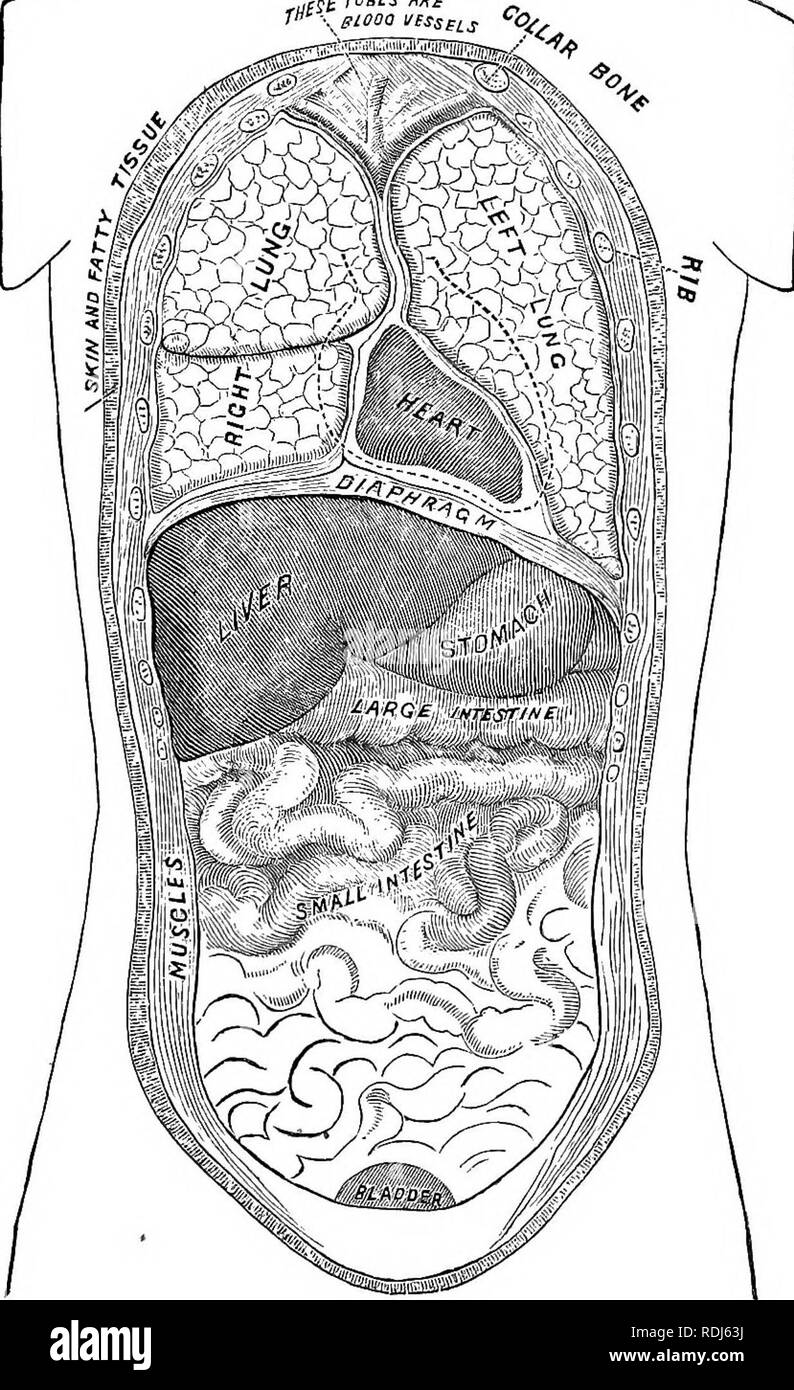 . Ein text-Buch im allgemeinen Physiologie und Anatomie. Physiologie, Vergleichende; Anatomie. Der SPEISERÖHRE 91 jj £ ruBCS MS. Platte i. Bitte beachten Sie, dass diese Bilder sind von der gescannten Seite Bilder, die digital für die Lesbarkeit verbessert haben mögen - Färbung und Aussehen dieser Abbildungen können nicht perfekt dem Original ähneln. extrahiert. Eddy, Walter Hollis, b. 1877. New York, Cincinnati [etc. ] American Book Co Stockfoto