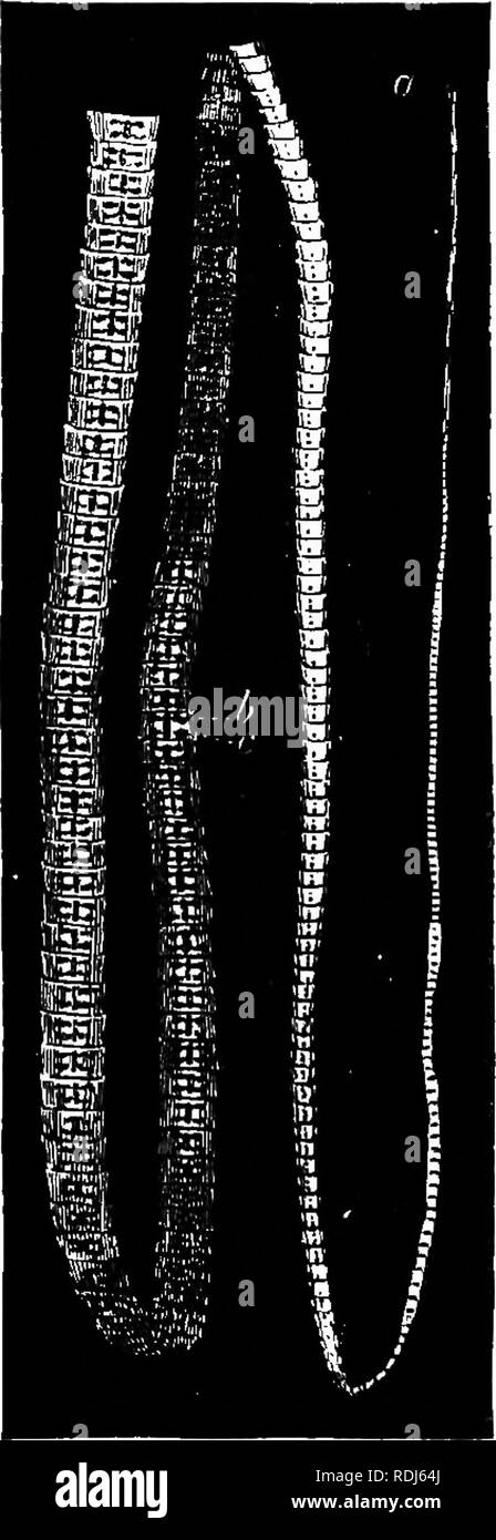 . Tierische Schädlinge und messmates. Parasiten. TRANSMIGRATIONS und Metamorphosen. 227 eephalus. Wir geben bei Schweinen. 58, 59, und 60 Darstellungen dieser Wurm im Zustand einer Kolonie, auch der scolex oder. Bitte beachten Sie, dass diese Bilder sind von der gescannten Seite Bilder, die digital für die Lesbarkeit verbessert haben mögen - Färbung und Aussehen dieser Abbildungen können nicht perfekt dem Original ähneln. extrahiert. Beneden, M. van (Pierre Joseph), 1809-1894. New York, D. Appleton und Co. Stockfoto