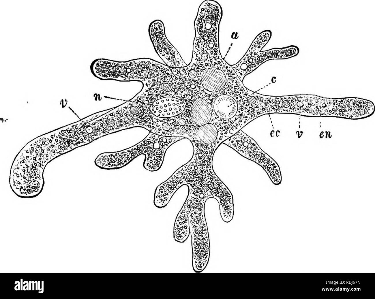 . Ein text-Buch im allgemeinen Physiologie und Anatomie. Physiologie, Vergleichende; Anatomie. 34 DIE STEUCTUEAL EINHEITEN DES LEBENS MATTEE sistency von Eiweiß. Diese hquid selbst ist farblos, aber, während es an den Kanten löschen wird angezeigt, der innere Teil steht mit winzigen Körnchen, dass es eine leicht gräuliche Färbung geben. Das klare äußere Teil wird als ektoplasma aus der granularen Teil oder endoplasm zu unterscheiden. Diese Begriffe {auch Ecto, d. h. die äußeren; Endo, d. h. Innere) dienen die Position der beiden Formen zu geben. Abb. 10 Araceta (Amaba Proteus); ", food Vakuole; c, kontraktile Vakuole; e Stockfoto