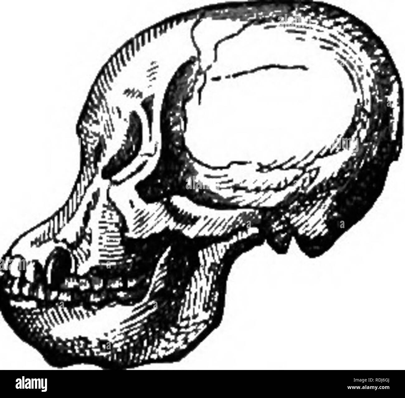 . Anthropoid Apes. Menschenaffen. Anatomische STRUKTUR DER ANTHROPOID