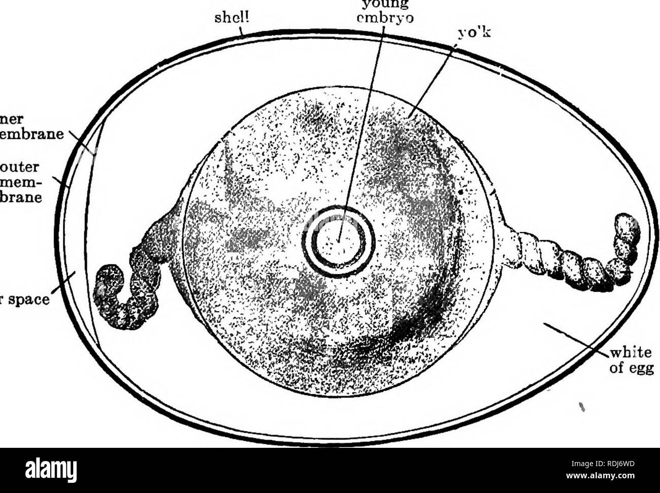 . Elementare Biologie, Tier und Mensch. Biologie. Mastbacken 69 die Knöchel Region ein Vogel ist die gemeinsame Halb bis das Bein (Abb. 51, A). Was allgemein als der Vogel Fuß oft besteht aus drei Zehen, die nach vorne weisen und nach hinten erstreckt. In der Regel die Teile der Bein unter dem Knöchel sind mit Schuppen bedeckt, und die Spitzen der Zehen sind mit Krallen. 63. Studie eines Hühnereis. Â (Optional home Arbeit.) Sichere das Ei von einer Henne oder andere heimische Vogel, und studieren Sie wie folgt: 1. Beschreiben der Unterschiede in der Form und Größe der beiden Enden der Ei. 2. Vorsichtig knacken Stockfoto