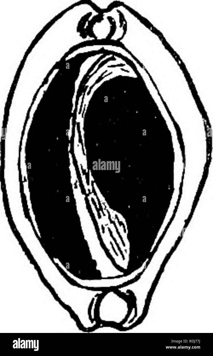 . Muscheln als Beweis für die Migration der frühen Kultur von J. Wilfrid Jackson... Schalen; Purpura; Musikinstrumente, Primitive; Perlen; Kaurischnecken. Oi'iila (Calpiiiniis) verrucosa L.A. - Philippinen (nach keeve). B.-alten amerikanischen Gräber (nach Holmes). Herr W. li. Holmes, in seiner "Kunst in der Schale der alten Amerikaner, "^"* zeigt in der Platte xxxii. Eine Reihe von gelochten marine Muscheln aus alten Gräbern von Nordamerika, zwei Dieser (Abbn exhumiert. 11 und 12) sind von besonderem Interesse, die in den Geltungsbereich der gegenwärtigen Diskussion. Leider ist die genaue Daten über Stockfoto