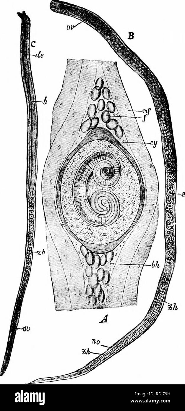 . Ein Handbuch der Zoologie. . Abb. 85. - Trichine spiralis. A, Encysted Form im Muskel von Host; B, weiblich; C, männliche, bh, Bindegewebe Umschlag; Cy, Zyste, de, Ejaculatorius; e, em bryos; f) Fettkügelchen; /:, der Hoden; m.w, Muskel Faser; oe, Rachen, oder eierstock; Ivo, gonopore; zh, Zelle Massen im Darm. (Von Langs vergleichende Anatomie", nach ihren Sippen!) 155. Bitte beachten Sie, dass diese Bilder sind von der gescannten Seite Bilder, die digital für die Lesbarkeit verbessert haben mögen - Färbung und Aussehen dieser Abbildungen können nicht perfekt dem Original ähneln. extrahiert. Parker, T. Jeffer Stockfoto