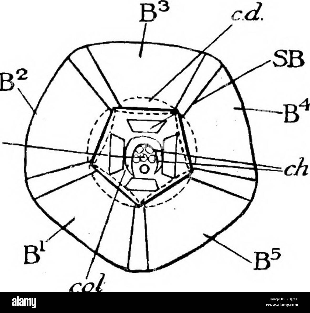 . Lehrbuch der Embryologie. Embryologie. XVI. ECHINODEKMATA 557 ax.ch. o Das abgegeben wird, gerade unterhalb der Spitze, die die radiale Kanäle der Tochter Arme. In der ersten Dichotomie beide Arme in der Größe gleich sind, sondern in jedem Dichotomie in der Folge ein Zweig bleibt kurz und bildet eine pinnule aber die anderen wächst auf und Gabeln wieder, wenn der gleiche Prozess wiederholt, so dass die scheinbar einzigen Arm der Crinoid ist wirklich ein sympodium gebildet, der eine Folge der stärkeren Mitglieder der aufeinanderfolgenden Dichotomien. Wie die Arme wachsen, sie werden mehr und mehr nach außen gerichteten, bis aus ihrer ursprünglichen vertikalen Stockfoto