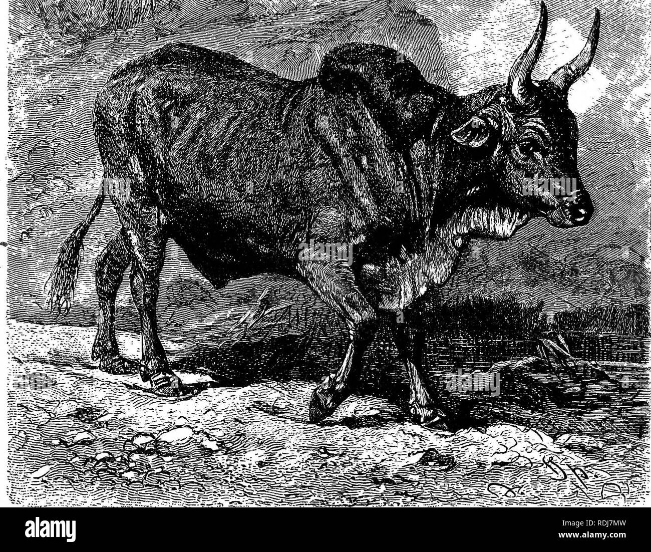 . Die Tiere der Welt. Brehm das Leben der Tiere;. Säugetiere. Die GEHÖRNTEN TIERE - inländische Rinder 479 weiße Markierung auf das Gesäß in Betracht gezogen werden, die auffälligste Besonderheit; die untere Hälfte der Beine und der oberen Fläche der Spitzen der Ohren sind ebenfalls weiß. Der Lebensraum, Bereich der Banteng ist. Ein Eingeborener von Java und Gewohnheiten von Borneo und den östlichen Teil der Banteng. Sumatra; aber er bewohnt auch por- tionen des asiatischen Kontinents, nämlich, der Malaiischen Halbinsel, Tenasserim und Pegu und wahrscheinlich auch Burmah. Es erfreut sich in feuchten oder sumpfigen Waldgebiet. In wässrigen Situationen in gen Stockfoto