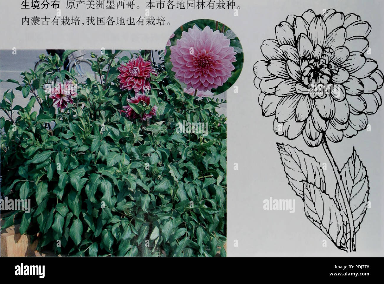 . E er Duo si Zhi wu Zhi. Botanik. Auf éå°å¤ae¯ae¤ç© å¿ EERDUOSIZHIWUZHI 15. å¤§ä'½è±Å ± Dahlia Cav. Å¹'¬Å¤ çèae Ç²å Ï¼å · ¤ § åae ¹Çãå ¹Ãå¶ å ¯¤'ç¶ È ± åºå ¤ § Ï¼å · é¿ È ± Ï¼aeå¼å½ åºae¢¢ å°È ± Ï¼å¤ å'ae 1 å±ae ae § È ± aeéè±Ï¼ä" - å¤® aeå ¤ ¤ ae°ä' ae § È ± èåçå½ Ï¼ae"¢ Ï¼ae" Èç 2 å ± Ï¼å¤ å±È È¿ å¶ è' ¨ ï¼å¼å Ï¼å å±±è ç Åçï¼å åºé ¨ ¨ ' ¨ èè Ï¼è¿ç-é¿ Ï¼è ± Åºaeå¹³ï¼aeçå® ½å¤ § Ï¼èè' ¨ Ï¼ae ae § aeéè±È È ±±Å èç¶ Ï¼èçå ¨ Ç¼aeae 3 é½ ¿ ¤ Ï¼ä" ae § È È ±±Å ç®¡ç¶ Ï¼ä 'é¨ç - Ï¼é éç¶¡¶¯ç" ae 5 Ï¼è é½¿±è¯åºé ¨ Éï¼è±ae±ç" åaeé¡¶¯aeå · ç¡¬ae ¯ çé¿aeç éçãç ¦ © åå½¢ Ï¼èé éå½ aeae"¢¢ Aeå¹³ï¼é¡ ¶ç" ae ¯ ¯ Åï¼å ç¼ºaeaeä" Aeae¾ç 2 å° é½ ¿ à auf éå°å¤ ¯ AE 2 AE ç§ ã 1. å¤§ä'½è ± Dahlia pinnata Cav. Ic. et Descr. ^^^ à-JU" VJ åå å" ¤ § çè±ãè Çªè²ãèåè ¥¿±å½¢Aeç¹å¾å ¤ å¹'¬ çèae Ï¼é "l-2 mãèå ae "à Stockfoto