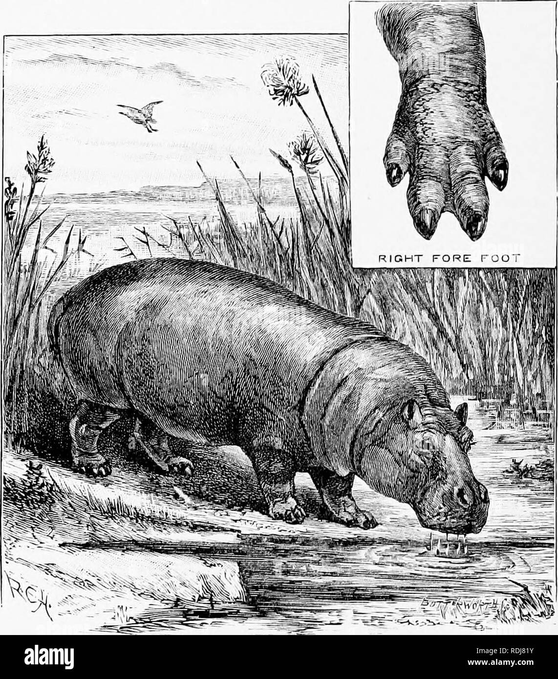 . Mensch und Tier in der östlichen Äthiopien: von Beobachtungen in British East Africa, Uganda und dem Sudan. Natural History; indigene Völker; Ethnologie. 4 o 6 OST P: THI 0 PIA 111 diese Umstände, der Zahn weiterhin in einem Kreis zu wachsen, seine Stelle wird manchmal geben Sie den Kiefer, seine eigene Masse Raum eindringen, und bilden eine kom- plette Ring aus Elfenbein. Ich habe mehrere Eckzähne von Flusspferden, die zwei Fünftel der gebildet haben. Die hippopotamvis ist eine häßliche und scheinbar unbeholfene brachial, aber es kann sich eine steile Bank mit bemerkenswerter Schnelligkeit machen. ein Kreis und eins, das eine complet Stockfoto