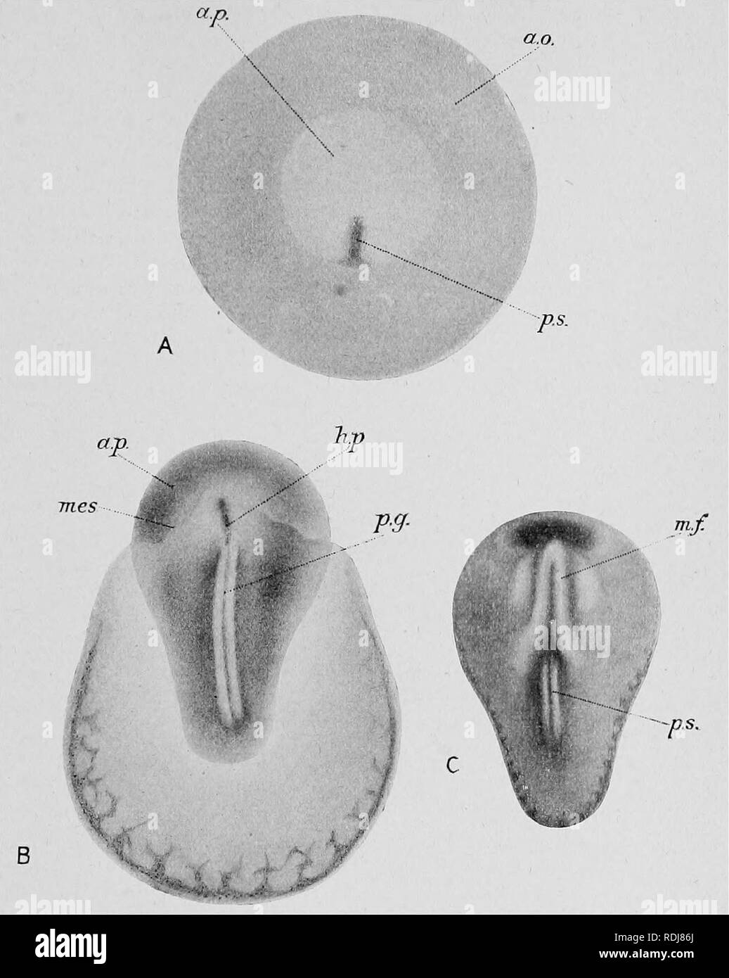 . Lehrbuch der Embryologie. Embryologie. Geflügel - ERSTER TAG 519. Abb. 225.- Die drei Phasen Der blastoderm Vögeln während der zweiten Hälfte des ersten Tages der Inkubation. a. o, opak, ein. p, Zona pellucida Bereich; ll.p, Leiter Prozess; Rues, Grenze von Blatt Mesoderm; m.w, medulläres Falten; s. g, primitiven Nut; s. s, Primitivstreifen. Nach vorne und nach außen, und schließlich ist die kontinuierliche Rundum mit der Verdickten marginalen Teil der blastoderm.1 1 Diese Verdickung der hinteren Rand - der blastoderm präsentiert in Sagittalschnitt eine auffallende ähnlichkeit zu einem gastrular Lippe wachsende Stockfoto