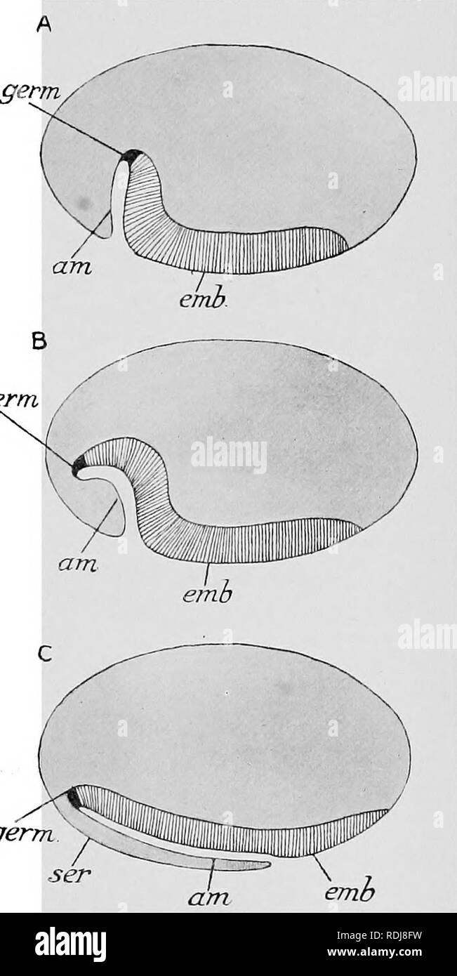 . Lehrbuch der Embryologie. Embryologie. VIII AETHEOPODA 249 Das ektoderm. Ein wenig später im Bereich der blastoderm mit spärlichen und große Kerne ist gesehen, verbreitet zu haben, um völlig der dorsalen Oberfläche und auch die Seiten der Ei decken, während vor Es greift in die ventrale Oberfläche; diese Änderung erfolgt, zum Teil jedenfalls, die durch die Modifikation der Zellen der blastoderm^ aus der vorherigen Spalten in eine flache Form. Alles, was links von der ursprünglichen säulenförmige Zellen ist eine mittlere Streifen, die Teil der ventralen Oberfläche behindern, und vorwärts erreichen zu Abou Stockfoto . Lehrbuch der Embryologie. Embryologie. VIII AETHEOPODA 249 Das ektoderm. Ein wenig später im Bereich der blastoderm mit spärlichen und große Kerne ist gesehen, verbreitet zu haben, um völlig der dorsalen Oberfläche und auch die Seiten der Ei decken, während vor Es greift in die ventrale Oberfläche; diese Änderung erfolgt, zum Teil jedenfalls, die durch die Modifikation der Zellen der blastoderm^ aus der vorherigen Spalten in eine flache Form. Alles, was links von der ursprünglichen säulenförmige Zellen ist eine mittlere Streifen, die Teil der ventralen Oberfläche behindern, und vorwärts erreichen zu Abou Stockfoto