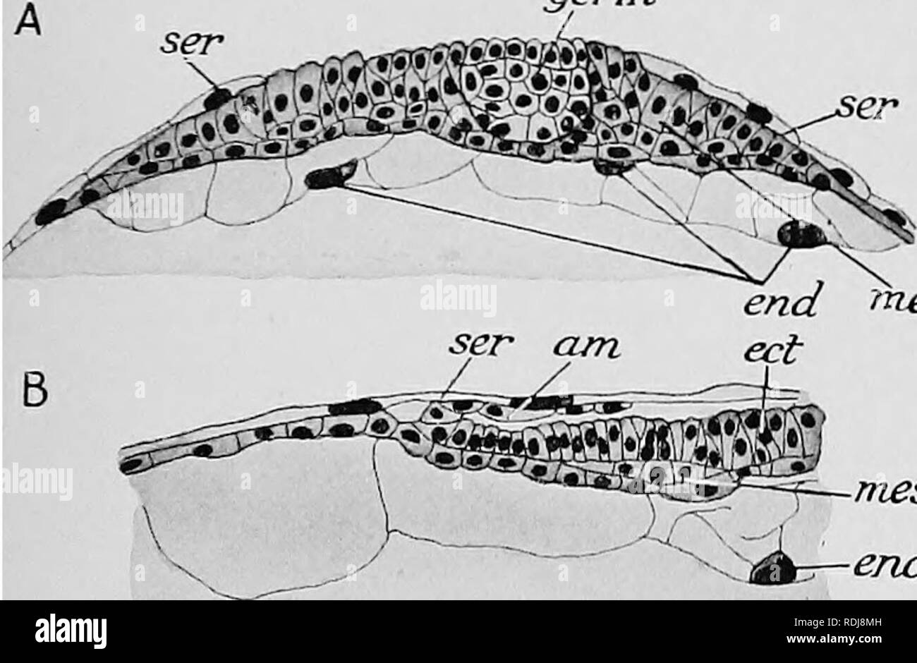 . Lehrbuch der Embryologie. Embryologie. VIII AETHROPODA 239 Hinsichtlich der Skorpion, der Embryologie, von denen gearbeitet hat, wurde von vielen Beobachtern, die neueste davon ist Brauer (1894, 1895), finden wir wieder gravierende Änderungen in der frühen Entwicklung als im Vergleich mit der Spinne. Die Eier der Scorpion sind nicht festgelegt, sondern werden in den Körper der Mutter erhalten, bis die Entwicklung soweit fortgeschritten, dass das Junge, wenn geboren, haben die meisten Funktionen des Erwachsenen. Der Kern der reifen Ei ist nicht in das Innere der Eizelle, sondern an der Oberfläche liegt, und die Tochter Zellkerne, whi Stockfoto