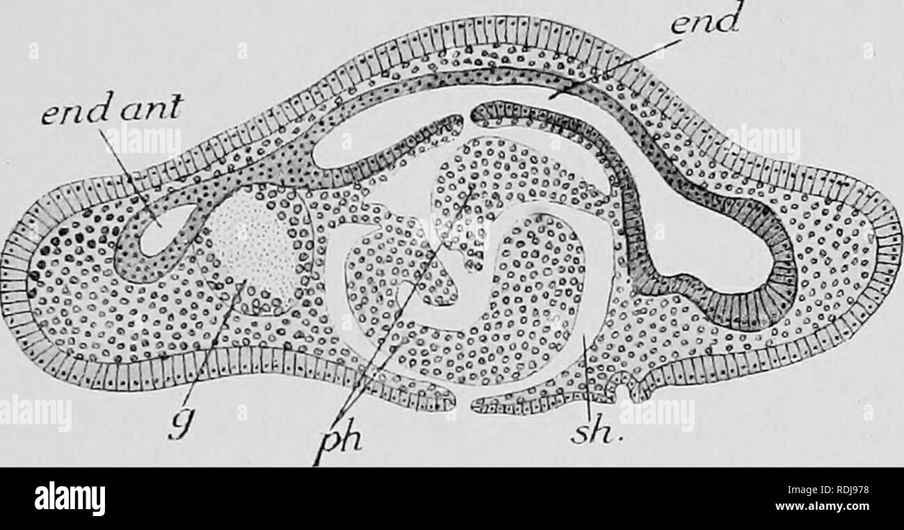 . Lehrbuch der Embryologie. Embryologie. V PLATYHELMINTHES 115, die nach vorne über das Gehirn (Ende ant, Feigen Projekte. 91 und 92) und der Vergleich von Lang zu den sogenannten absondernden Kanal der Rippenqualle (v. infra). Der Ursprung der Geschlechtsorgane war nicht von Lang beobachtet. Die charakteristische rhatadites erscheinen im ektoderm Zellen (Rh, Abb. 91) Während die Larven leben. Abb. 92,- medianen Sagittalschnitt durch eine junge Polyclade Wurm {Ich 'ungiaaurantiaca) nur nach der Metamorphose. (A-n ach Lang.) Buchstaben wie in der obigen Abbildung. Die ENTWICKLUNG DER PLATYHELMINTHES jetzt Lang (1889) wurde unter der Leitung von t Stockfoto