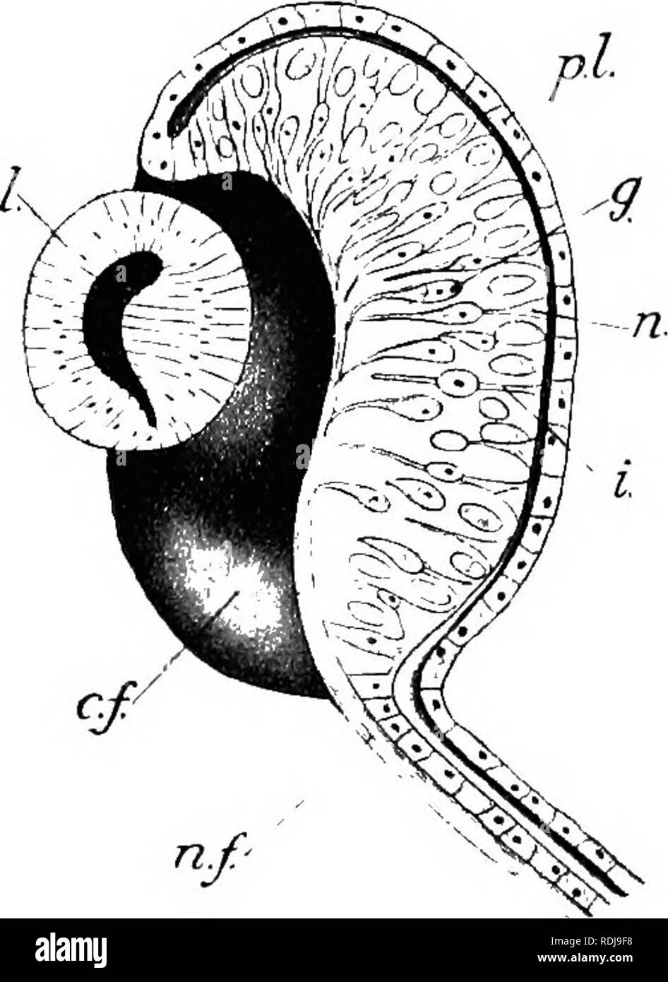 . Lehrbuch der Embryologie. Embryologie. 140 EMBEYOLOGY DES LOWEK VERTEBEATES oh. entlang der tiefen Oberfläche der Descemet Membran und es siedeln sich einer einzigen Schicht der abgeflachten Zellen zu bilden. An der tiefen Seite dieser Hornhaut Endothel eine Split allmählich entwickelt sich in die gallertartige Matrix: Enthält ein wässriges Sekret (Kammerwasser) und wird in die Vorderkammer des Auges. Der Teil der Matrix, oberflächlich Descemet Membran wird durch Zellen aus allen runden Ihre Marge kolonisiert. Er bildet den wichtigsten Teil der Hornhaut, während eine dünne Schicht nebeneinander liegend das Ektoderm bleibt uncol Stockfoto