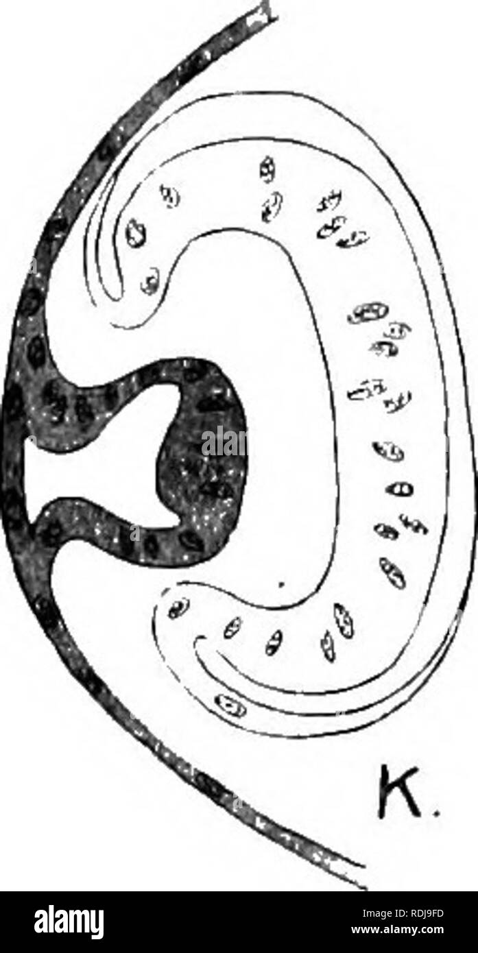 . Lehrbuch der Embryologie. Embryologie. Ftg. 77.-Variationen in den frühen Phasen der Entwicklung von der Linse. A-E, PHstiu' Rus; F-I, Siredon (nach Rabl, 1898); J, K Phyllomedtisa (nach Budgett, 1899). Kontinuierliche und in Zeichen identisch, mit dem, was die Exkavation füllt. Die Entwicklung geht weiter (Knape, 1909), eine dünne Schicht dieses Gelee - wie Material, etwa auf halbem Weg zwischen der Linse und dem Ektoderm, kondensiert wird zum Rudiment der Descemet Membran zu bilden. Amoeboid Zellen aus dem Mesenchym rund um die exkavation kriechen. Bitte beachten Sie, dass diese Bilder aus gescannten Seite Bild extrahiert werden Stockfoto