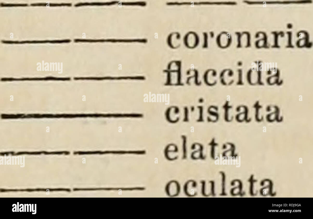 . Edwards' botanische registrieren, oder, ornamentalen Blumen - Garten und Gebüsch... Pflanzen, Zierpflanzen - - Großbritannien; Pflanzen, Zierpflanzen - - Großbritannien; Pflanze Einführung - - Großbritannien; fremder Pflanzen - - Großbritannien; Botanische Illustration - - Großbritannien; Botanische Illustration - - Großbritannien; Pflanzen; pflanzen. Arten beschrieben. Campanula Lceflingii Candollea tetrandra Carpesium pubesceus cornutuni Catasetum callosum deltoideuin maculatum • Milleri â Naso ochraceum •] ioriferum. abruptum. atrattiin • globiflorum proboscideum Planiceps. Â ¢ longifolium - lanciferum discol laminatum' Stockfoto
