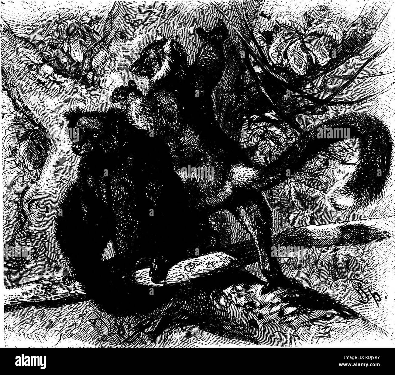 . Die Tiere der Welt. Brehm das Leben der Tiere;. Säugetiere. 68 Dem halben Affen oder LEMUROIDS. Rusty Red, und für eine lange Zeit war eine Dis- tinct Arten angesehen. Die Pollen Pollen war der erste uns einen klaren Überblick über das und aufschlussreiches Bild der Makis Mahis. In ihrer wilden Zustand geben. Sie alle bevölkern die Wälder Madagaskars, schlafen am Tag und ihre Nahrung, die in der Nacht in eine lebhafte und laute Art und Weise. Sie leben in Truppen Nummerierung von sechs bis zwölf und von einem Teil des Waldes zur anderen auf der Suche nach Termine wandern. Sobald die Sonne untergeht, kann man ihr lautes Jammern hören. Sie sind Stockfoto