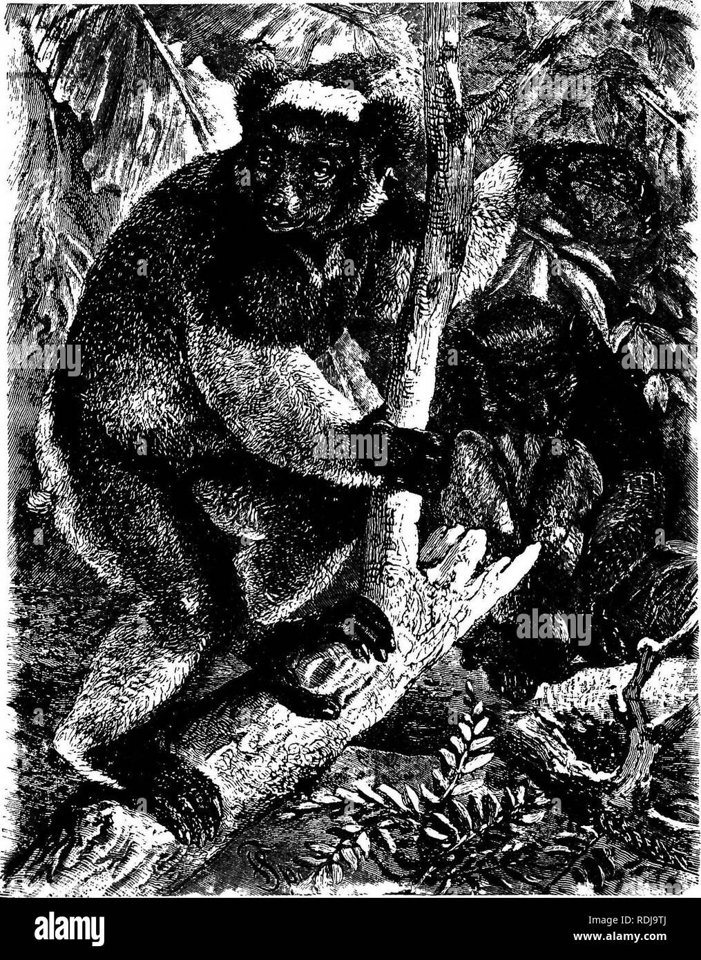 . Die Tiere der Welt. Brehm das Leben der Tiere;. Säugetiere. 66 Dem halben Affen oder LEMUROIDS. reich an Früchten und Insekten. Sie wissen nicht genau, man meiden, denn Sie ihn suchen. Nächtliche in ihren Gewohnheiten zu einem mehr oder weniger, suchen Sie die dunkelsten Teile eines Waldes, ducken oder selbst zusammen rollen und viel schlafen. Ihre Haltung im Schlaf sind sehr seltsam. Entweder Sie sitzen selbst Holding mit ihren Händen, den Kopf in den Armen vergraben, und der Schwanz rollte über den Kopf und sollte zum Beispiel, oder zwei oder mehr Unordnung eng zusammen. Manchmal zwei^ Lemuren rollt Themse Stockfoto