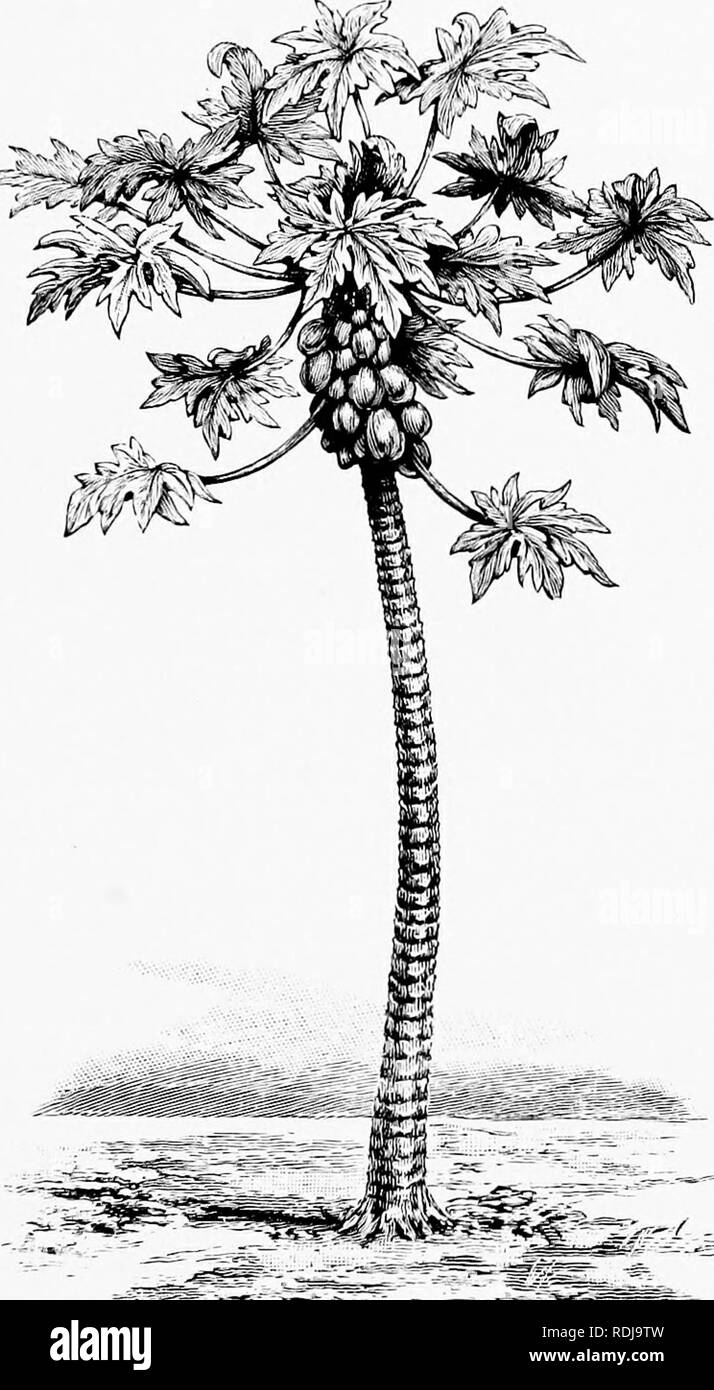 . Mensch und Tier in der östlichen Äthiopien: von Beobachtungen in British East Africa, Uganda und dem Sudan. Natural History; indigene Völker; Ethnologie. Ich MOMBASA 7 wie bei witli tlie große Französische circum-Navigator Bougainville, der diese wunderschöne Anlage in der östlichen Hemisphäre aus Südamerika eingeführt. erhalten. Die Papaya Baum (Carira papaya) mit seinem neugierigen Obst sessile auf dem oberen Teil der Stammzellen. Der Baum erreicht eine Höhe von 0,5 m (20 ft). Eine ausgezeichnete Straße durchquert die Insel vom Alten Hafen in Kilindini. Es ist begrenzt. l) y riesigen mangobäume. Bitte beachten Sie. Stockfoto