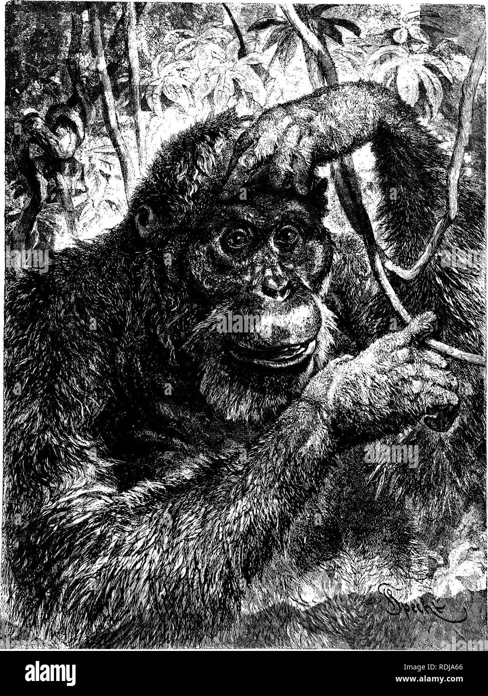 . Die Tiere der Welt. Brehm das Leben der Tiere;. Säugetiere. OBANO - UTAIf. Die naturforscher haben den Namen Satyr zu diesem Tier gegeben wegen seiner Ähnlichkeit mit Mensch und Tier, Gesicht, Kopf, Ohren, Bart und-Whisker, die langen Arme und großen Händen alles wunderbar wie jene eines Menschen; während die zottigen Fell Haare der Brachialen vorschlägt. Ist es nicht seltsam, dass die ABERGLÄUBISCHEN Indianer denken sollten die Orang - ein menschliches wild gegangen, Utan. Das Bild stellt diese Affen in seinem Wald zu Hause, eine Hand leicht Festhalten an den Weinstock, während die Finger der linken auf die festgelegt sind Stockfoto