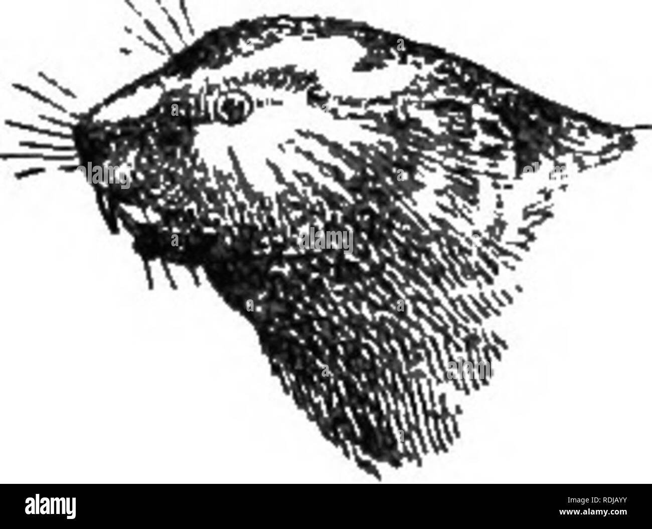 . Das Buch der Tierwelt. Säugetiere. Säugetiere. VI VORWORT Frank Buckland); Herr John Grant (dreizehn Jahre unter den wilden Tieren von Indien, von G. S. Sanderson); Herr H. Wingfield (" Allens Naturforscher "Bibliothek"), und Herr Edward G. Fairholme, Sekretär der Königlichen Gesellschaft zur Verhütung von Grausamkeit gegenüber Tieren, für die Erlaubnis, Auszüge aus verschiedenen Artikeln, die in der Tier Welt erschien. Ich möchte auch meine Verschuldung auf die Schriften von Herrn Frank Finn, Dr. Henry O, Forbes zu quittieren, Herr R. Lydekker, und Herr Ernest Protheroe. Von Herrn C. S. Cooper, F.R.H.S., und Herr W. Stockfoto