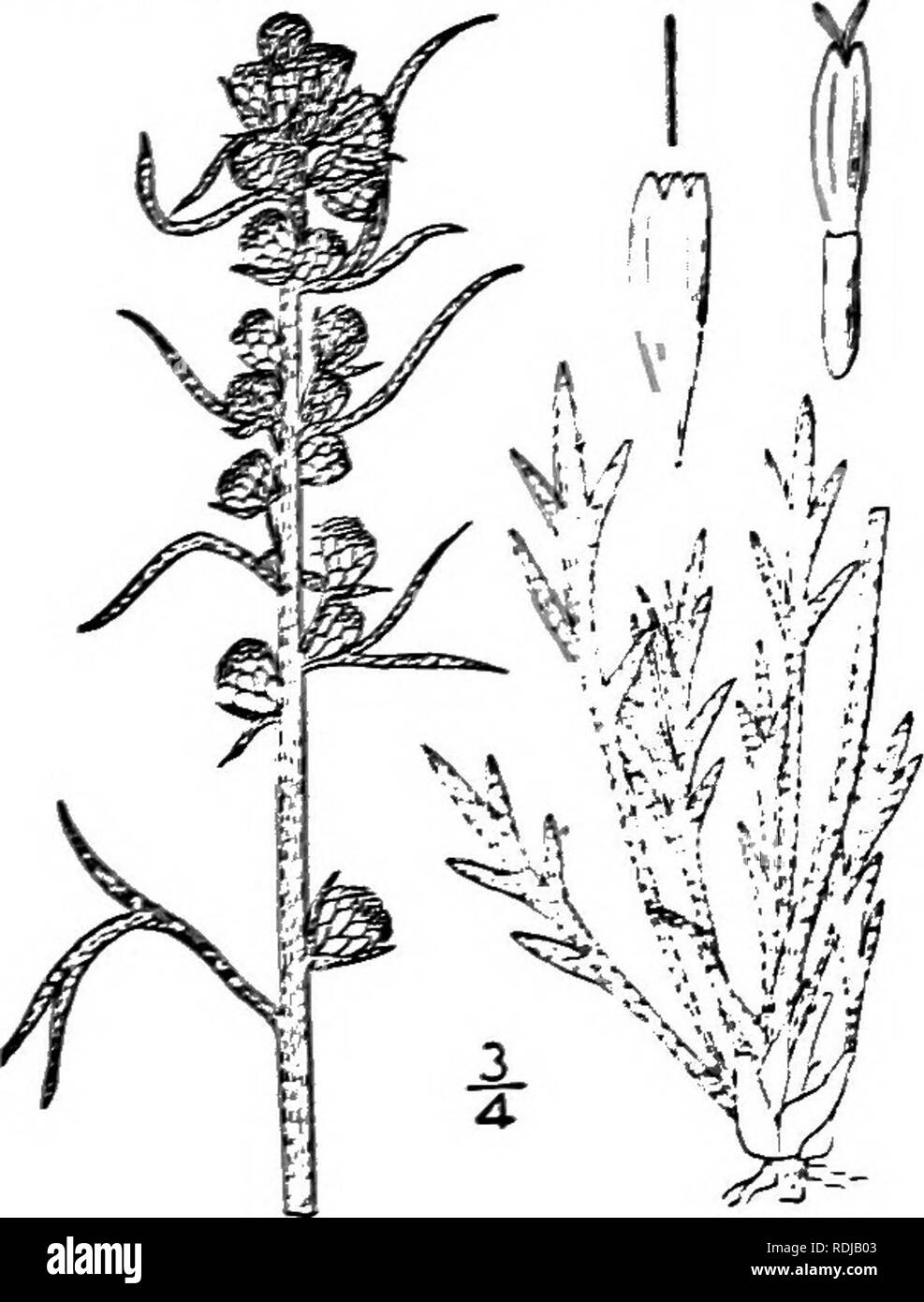 . Eine Illustrierte Flora von der nördlichen USA, Kanada und die britischen Besitzungen, von Neufundland zu den Parallelen der südlichen Grenze von Virginia, und vom Atlantik westwärts zu den 102 d Meridian. Botanik; Botanik. Gattung 94. THISTLE FAMILIE. 523 ** Rn Blumen pistillate; zentrale Blumen perfekt, fruchtbaren ein. Gefäß villous - Pubescent. Blatt-Segmente linear-Filiform, kurze; native. 7. Blatt-Segmente länglich, oder linear - länglich; eingeführt. 8. b. Buchse, kahl, oder sparsam Pubertierenden. Blätter seziert, kahl oder behaart, grün, nicht Tomentose. Köpfe über 2" Stockfoto